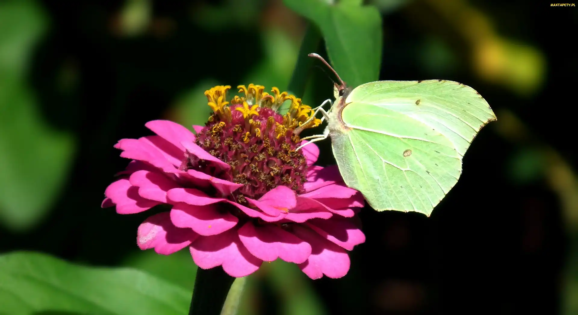 Cynia, Kwiat, Motyl, Cytrynek