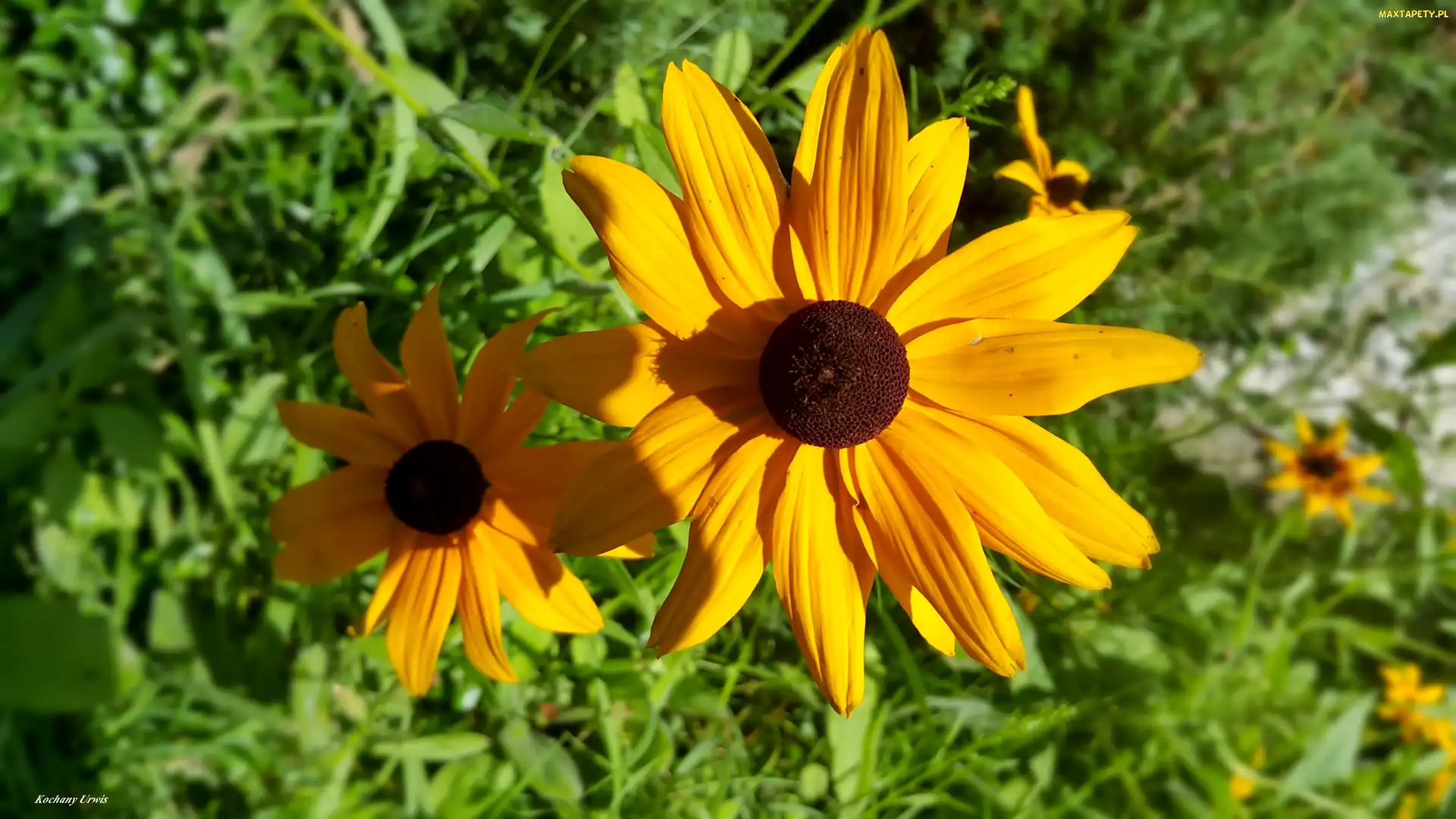 Żółte, Rudbekie, Kwiaty