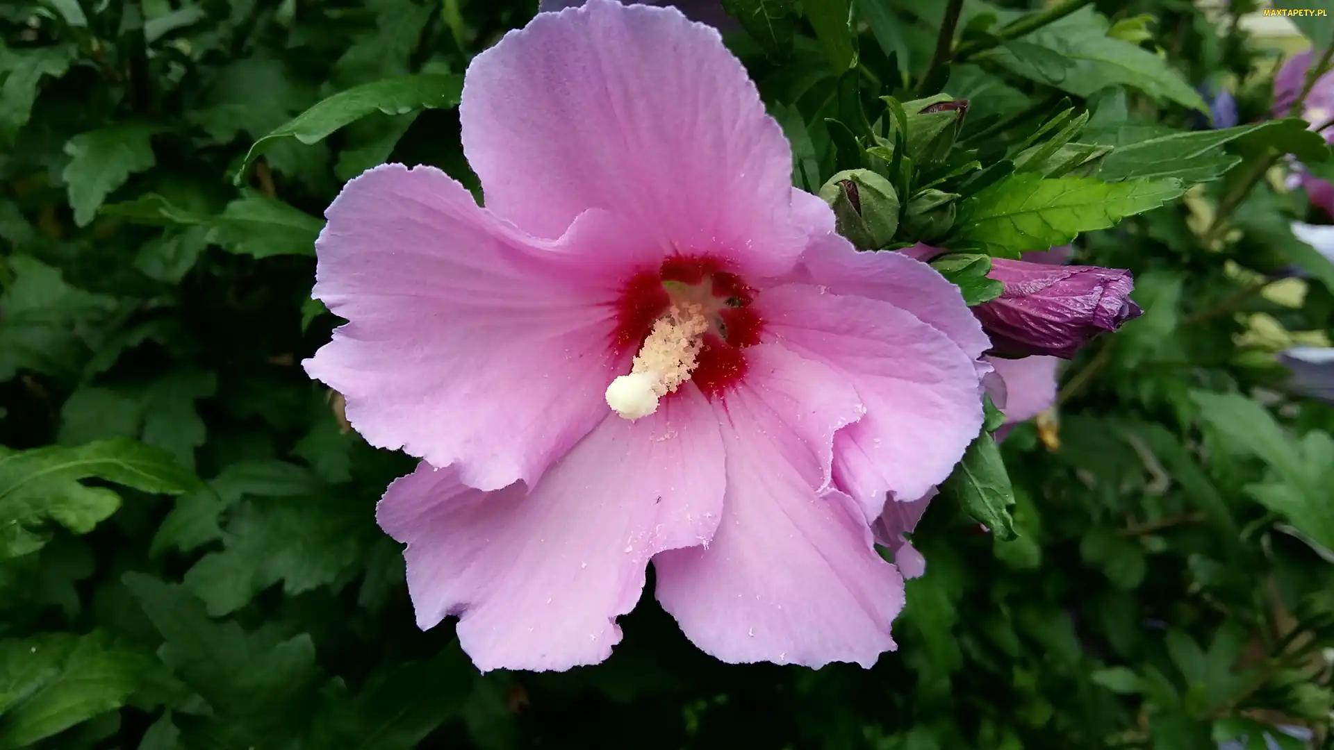 Hibiskus, Różowy