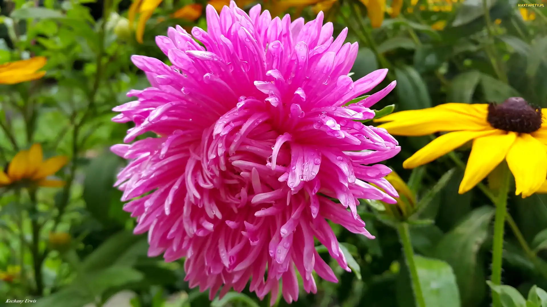 Purpurowy, Aster, Kwiatek, Deszczu, Żółty, Krople