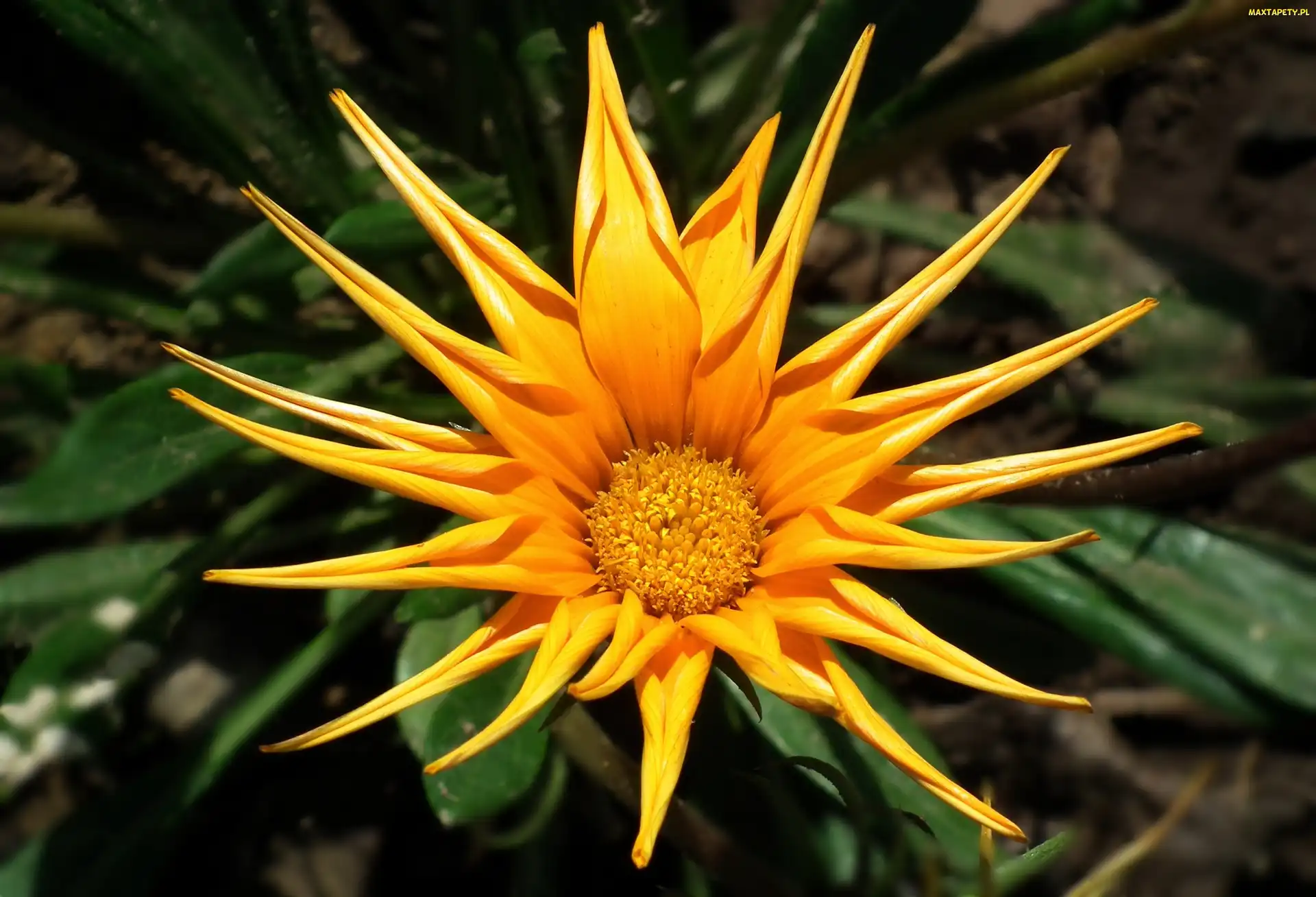 Kwiat, Gazania, Przyroda