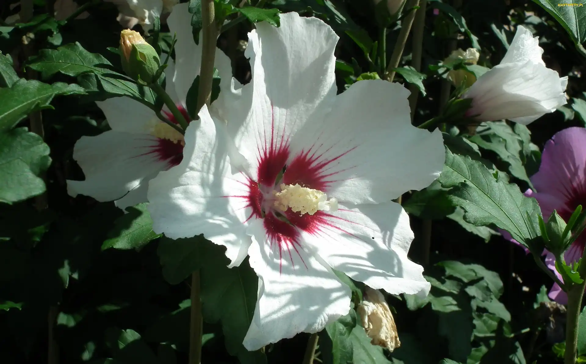 Kwiat, Hibiskus, Przyroda