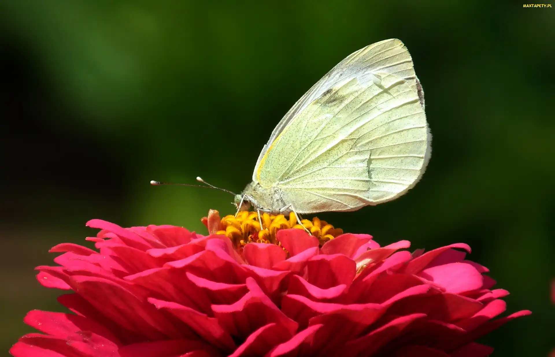 Cynia, Kwiat, Motyl, Bielinek