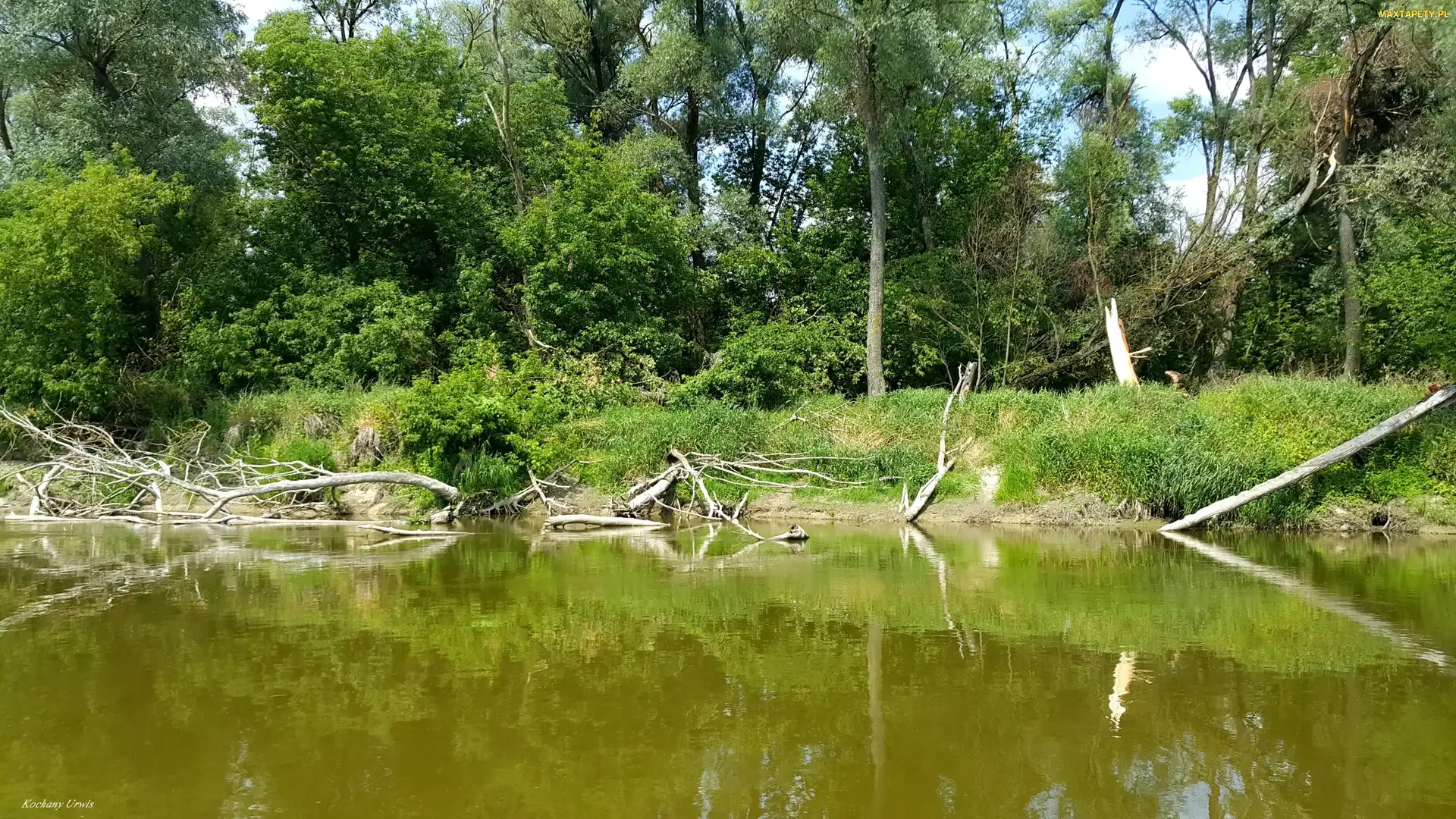 Drzewa, Gałęzie, Połamane, Brzeg, Rzeka