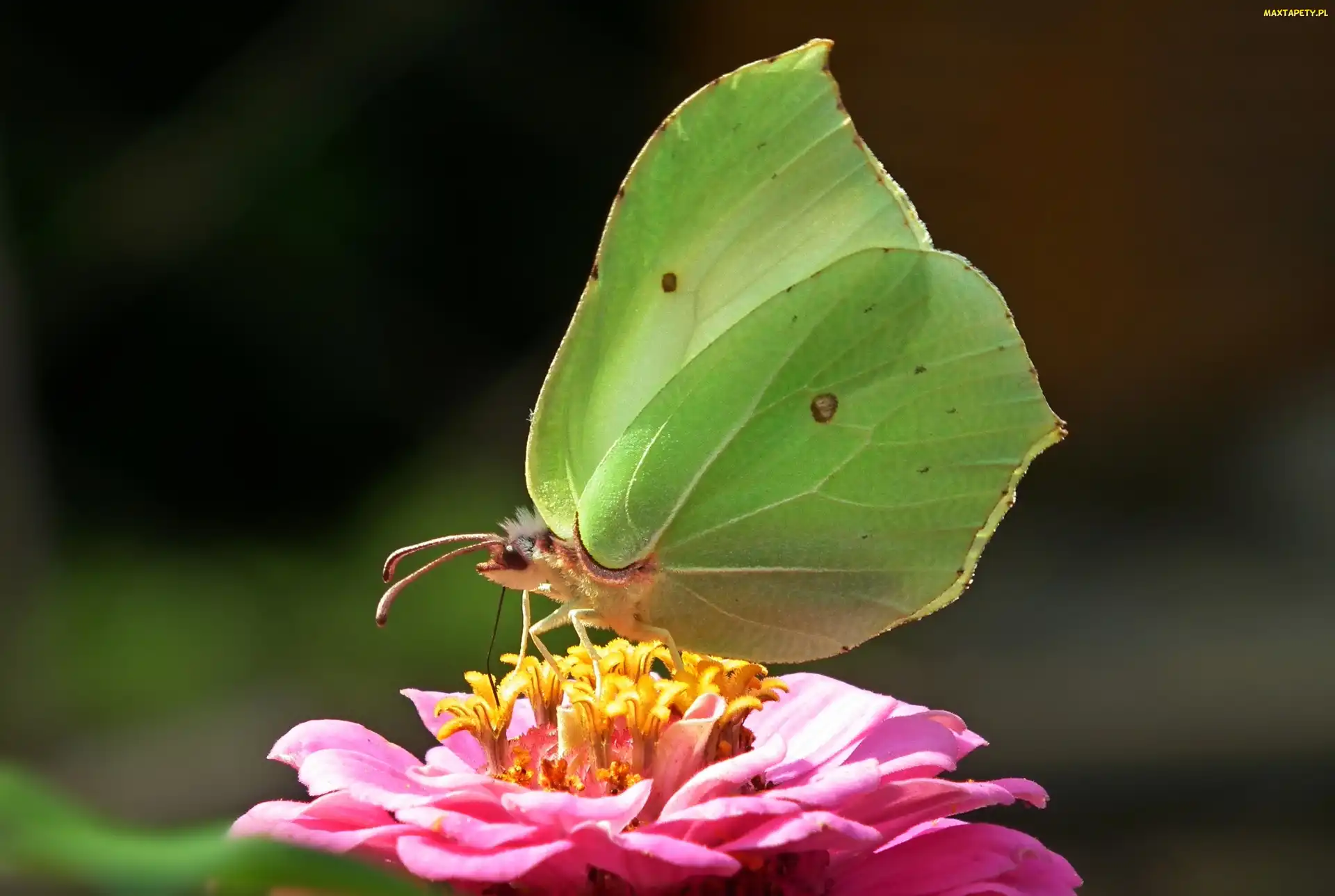 Motyl, Cynia, Kwiat, Cytrynek