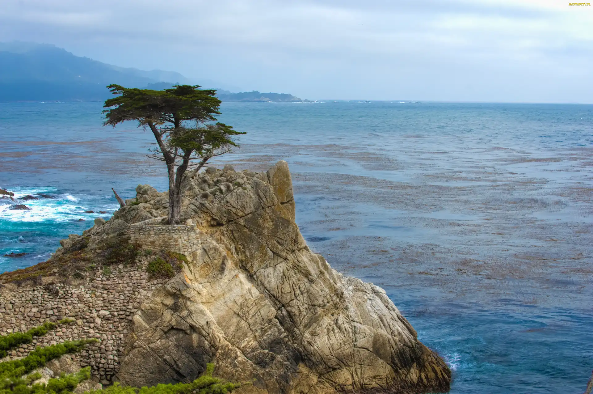 Cyprys wielkoszyszkowy, Skała, Kalifornia, Morze, Stany Zjednoczone, Morze, Atrakcja Lone Cypress, Pebble Beach, Zatoka Carmel Bay