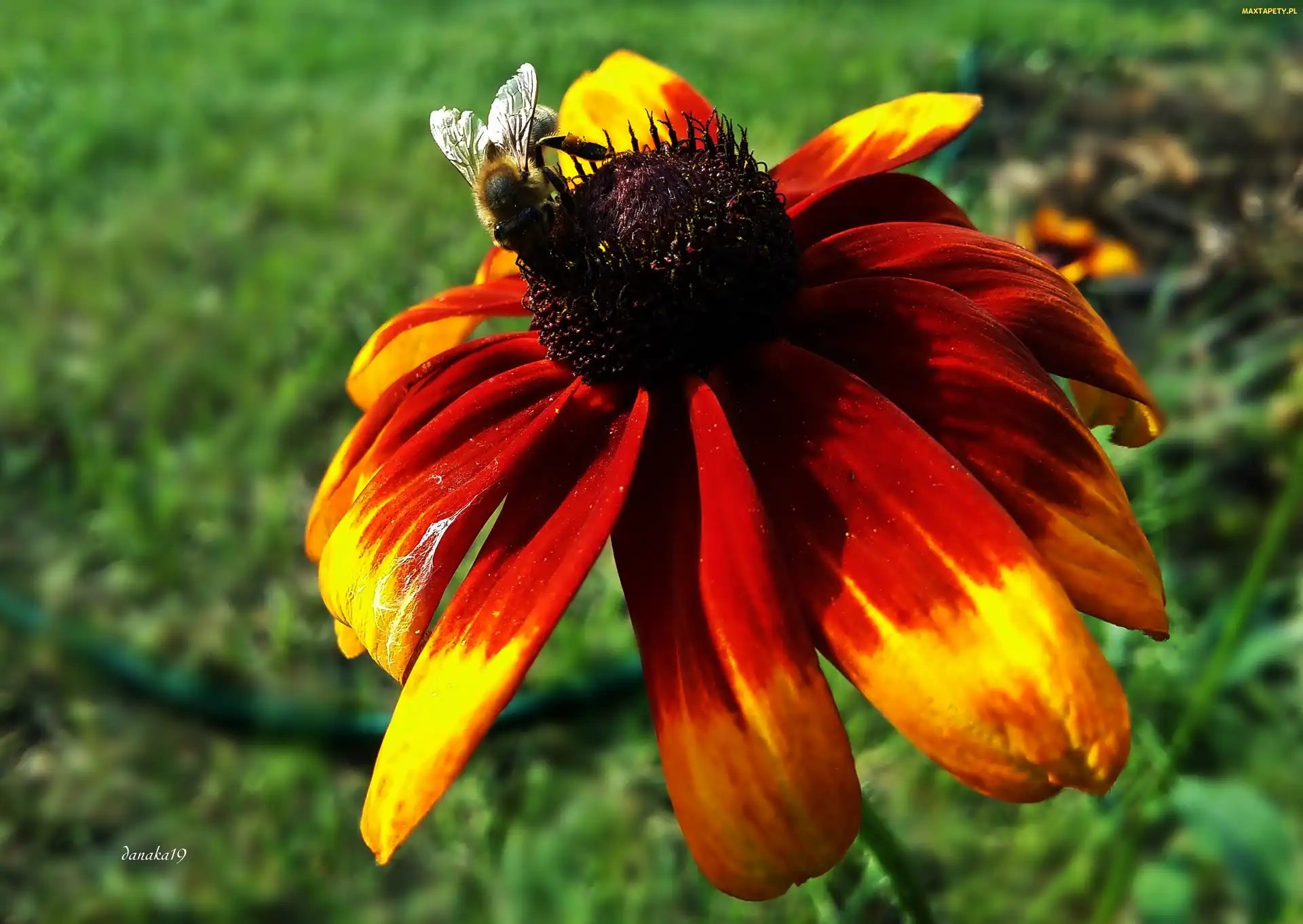 Kwiat, Pszczoła, Owad, Rudbekia