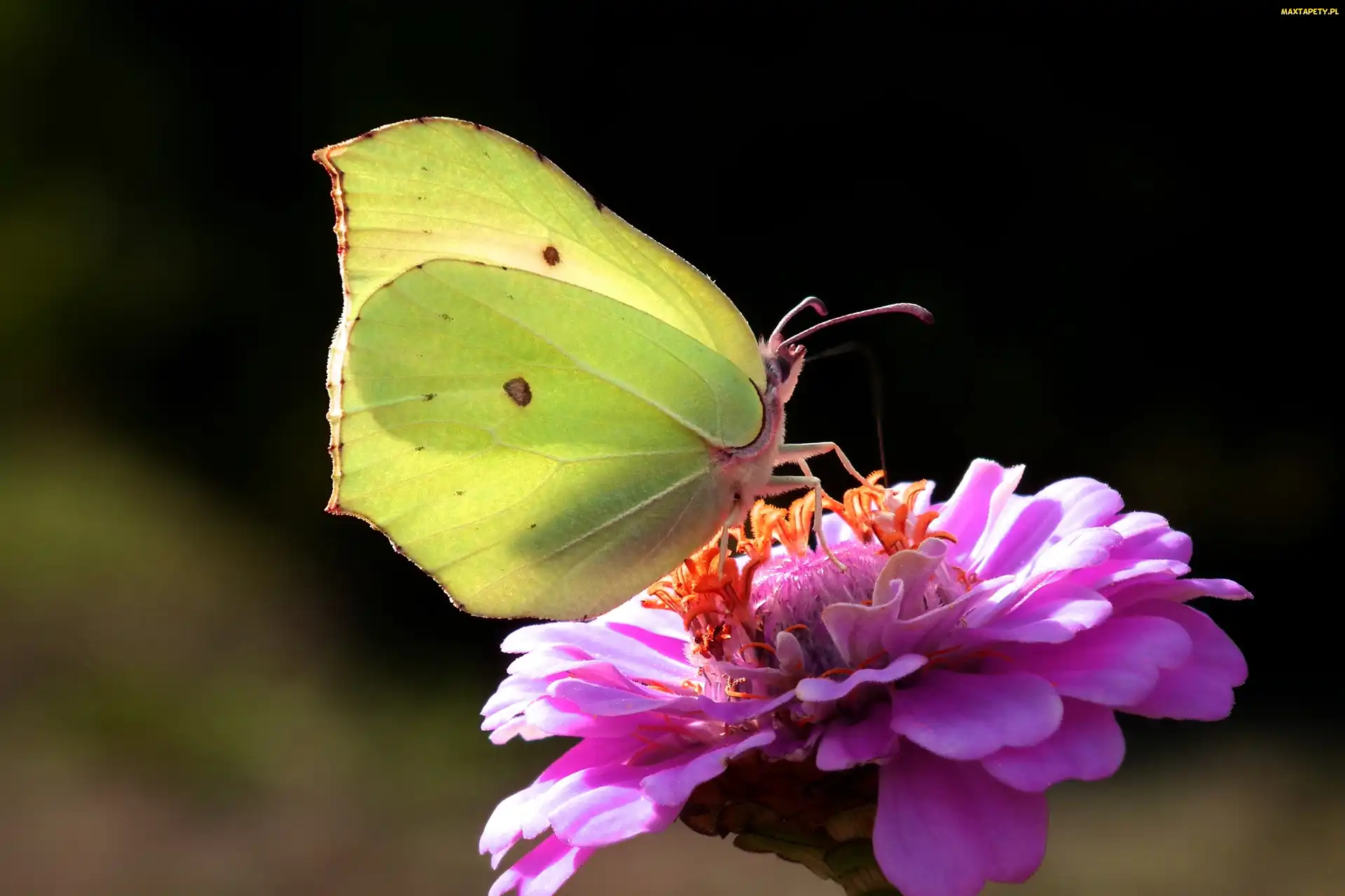 Cynia, Kwiat, Motyl, Cytrynek