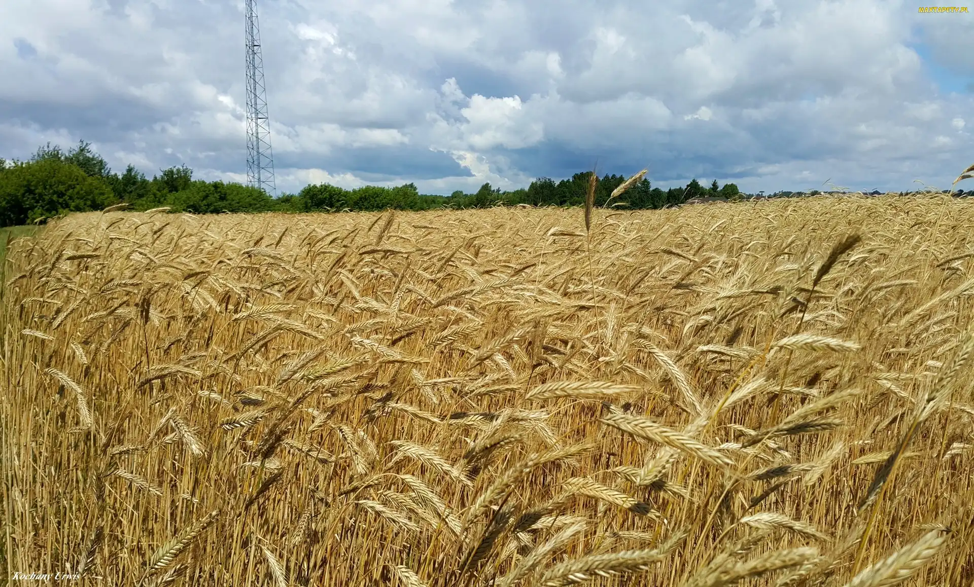 Niebo, Zboża, Pole, Łan
