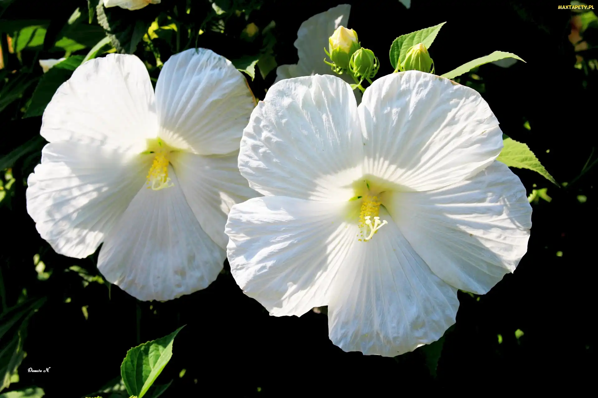 Ogród, Lato, Biały, Hibiskus, Pąki, Liście