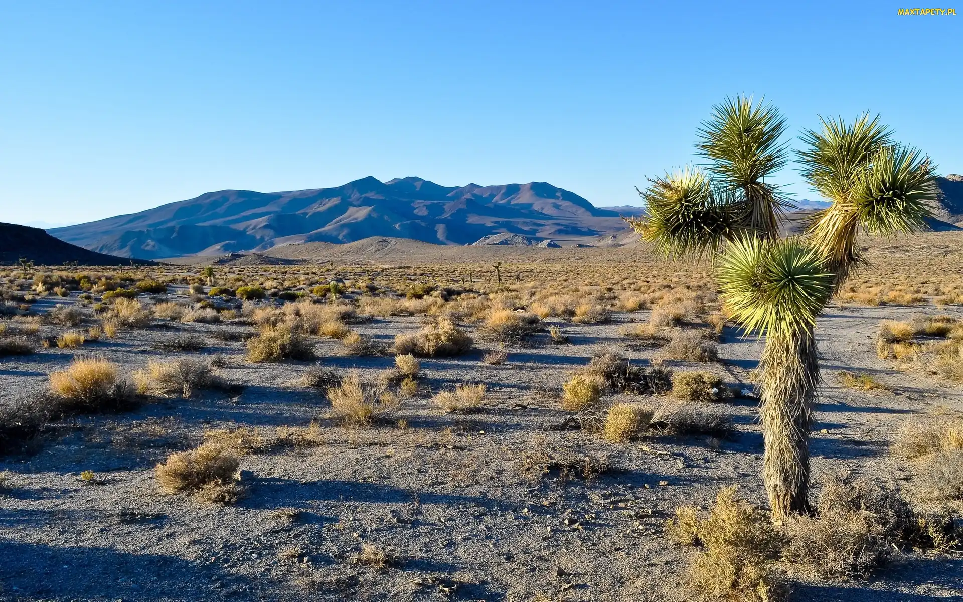 Rośliny, Kalifornia, Park Narodowy Joshua Tree, Góry, Kępy, Drzewo, Traw, Stany Zjednoczone
