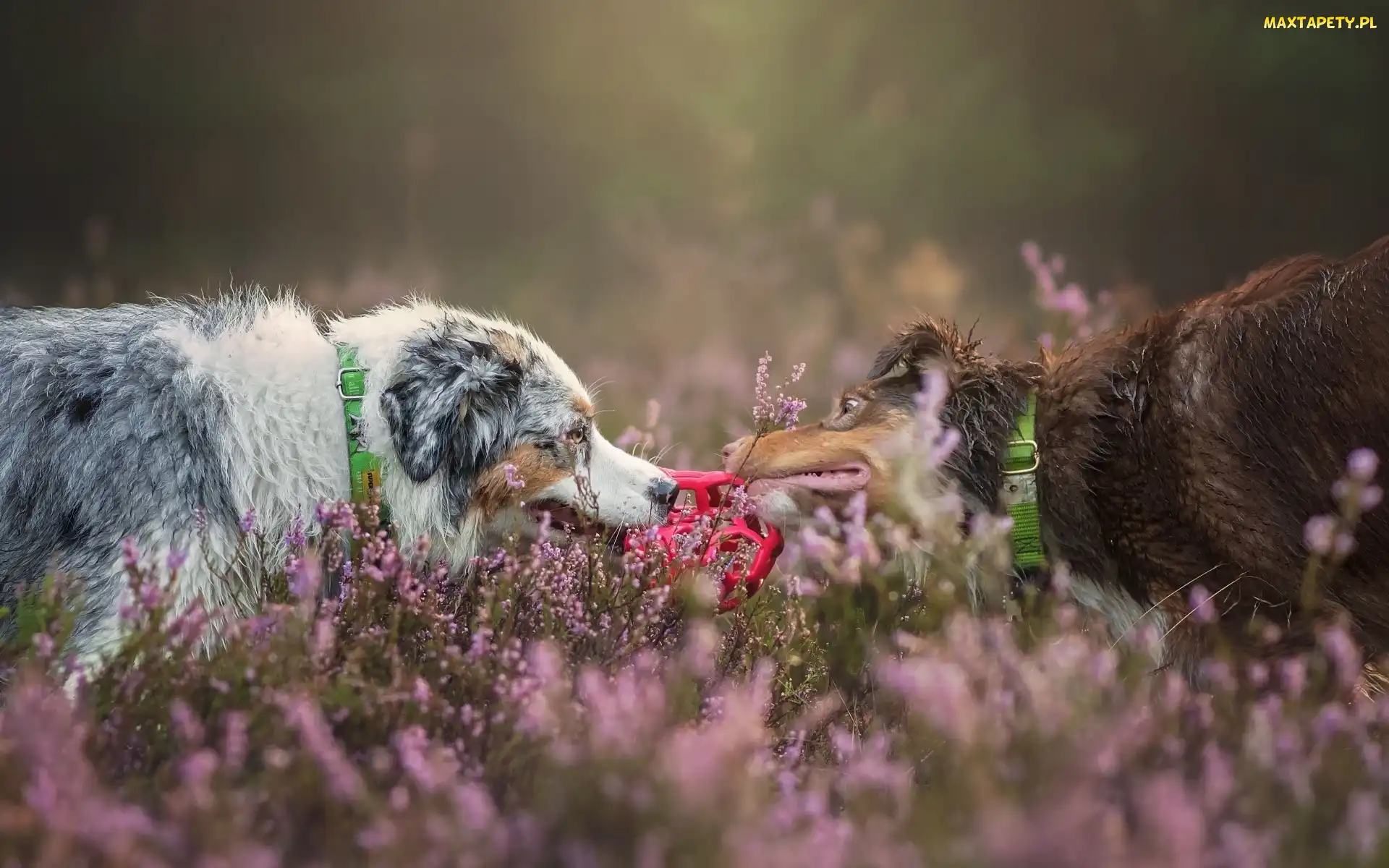 Wrzos, Border Collie, Psy