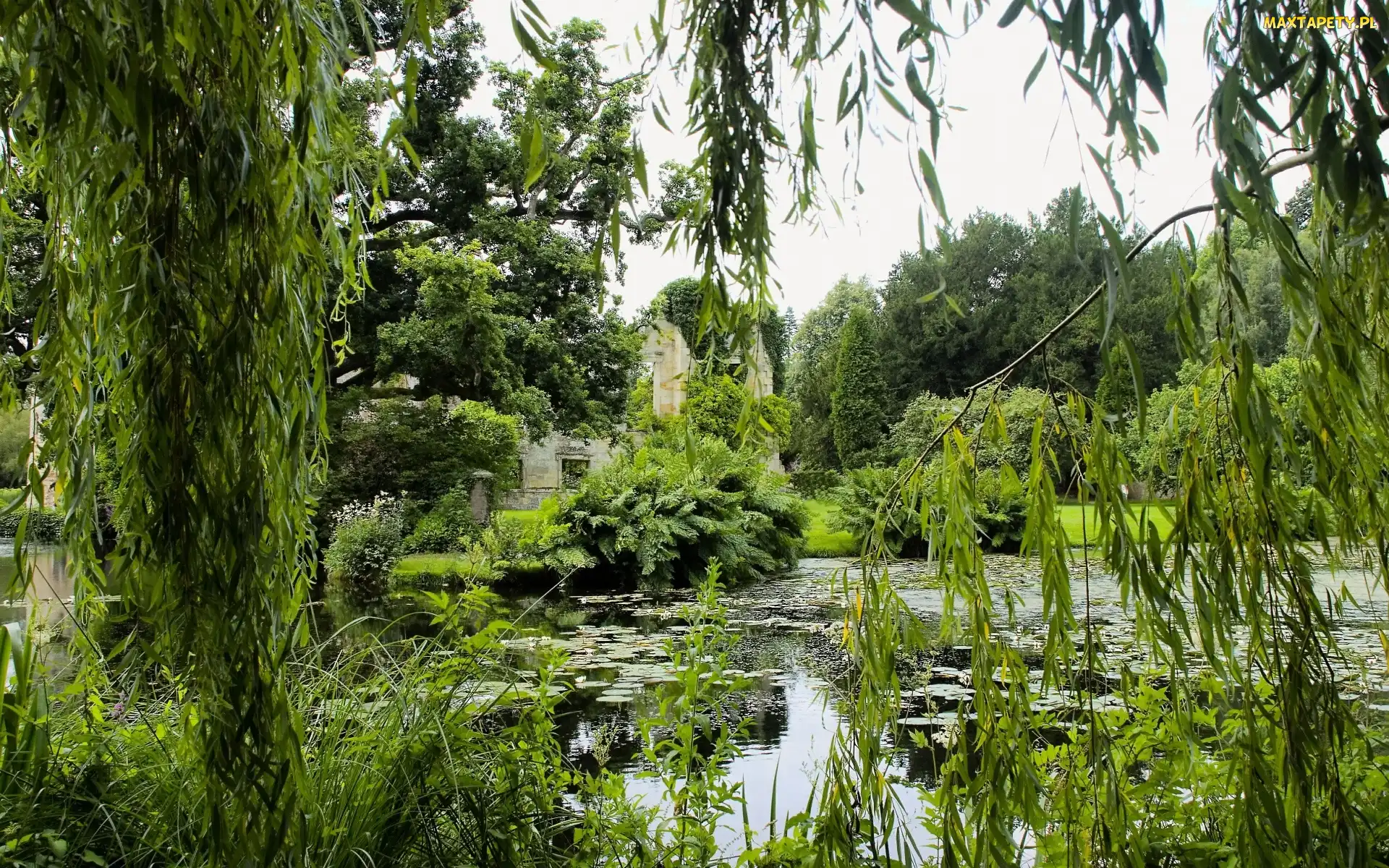 Roślinność, Drzewa, Staw, Park