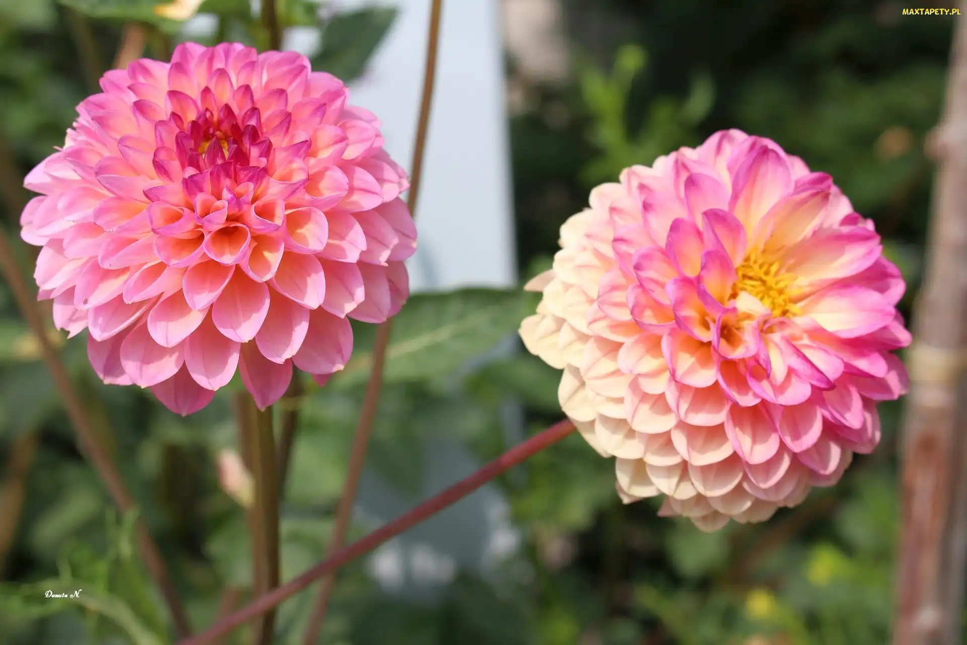 Dalia, Dwukolorowa