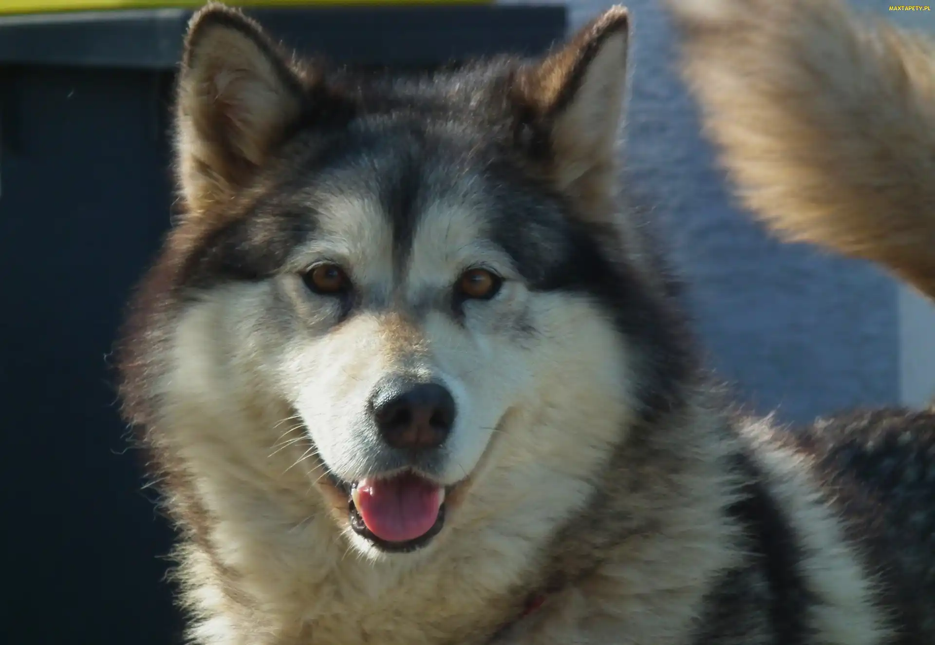 Pies, Alaskan Malamute