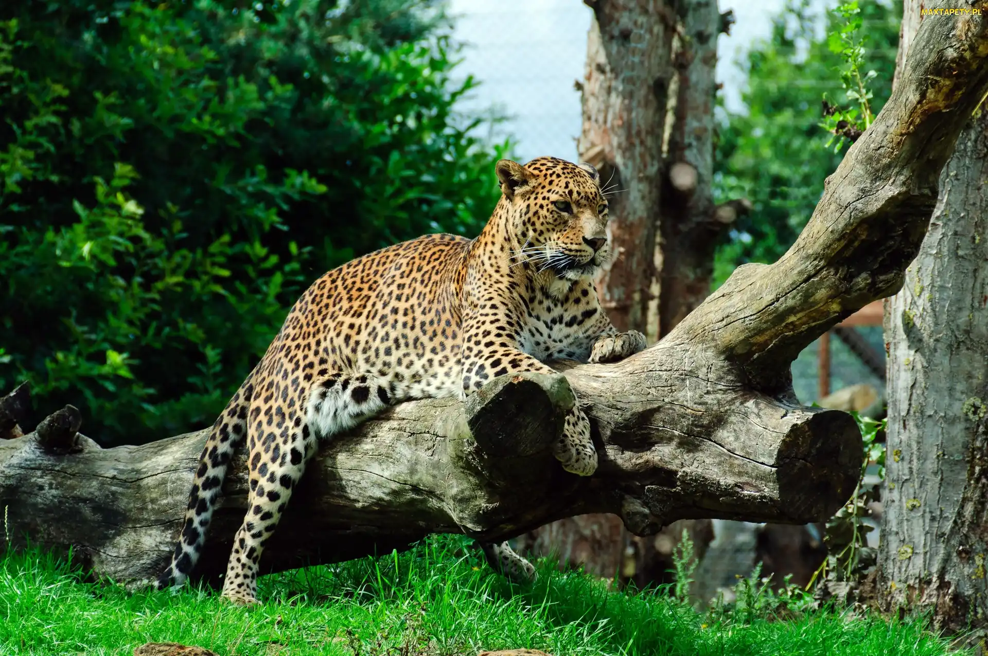 Kłody, Trawa, Jaguar