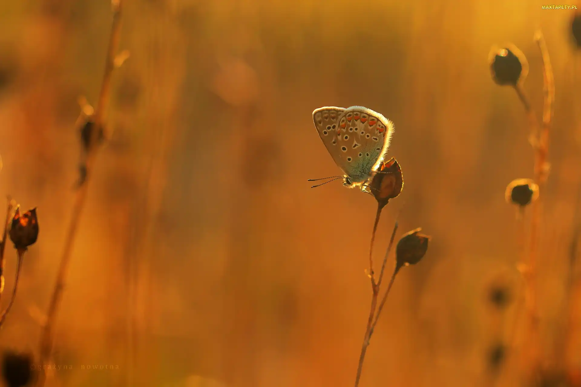 Modraszek, Rośliny, Motyl