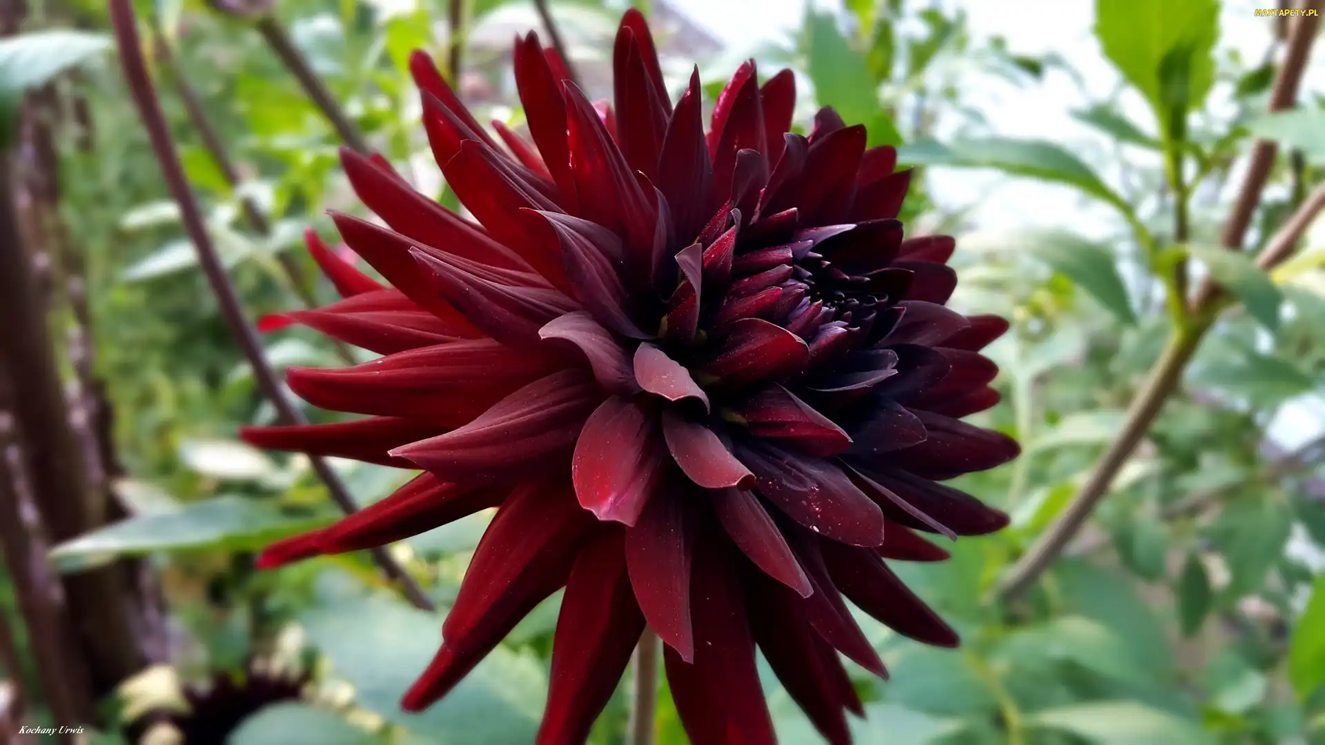 Dalia, Bordowa