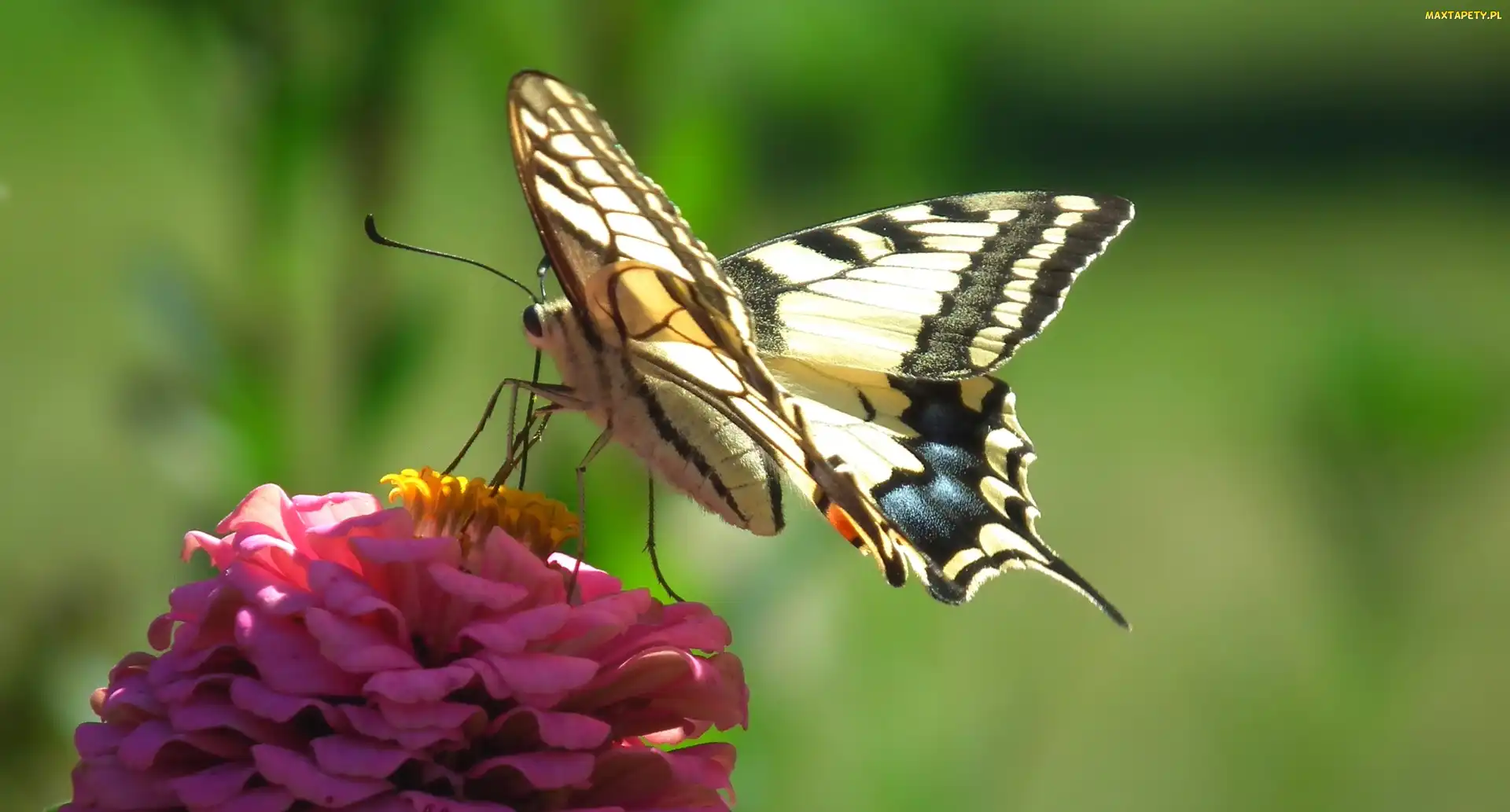 Motyl, Kwiat, Paż królowej