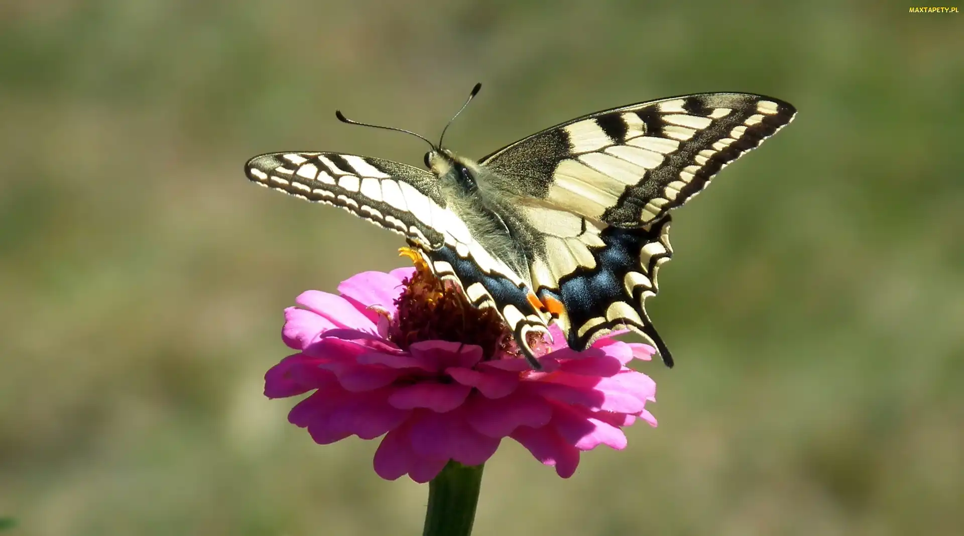 Paż królowej, Kwiat, Motyl