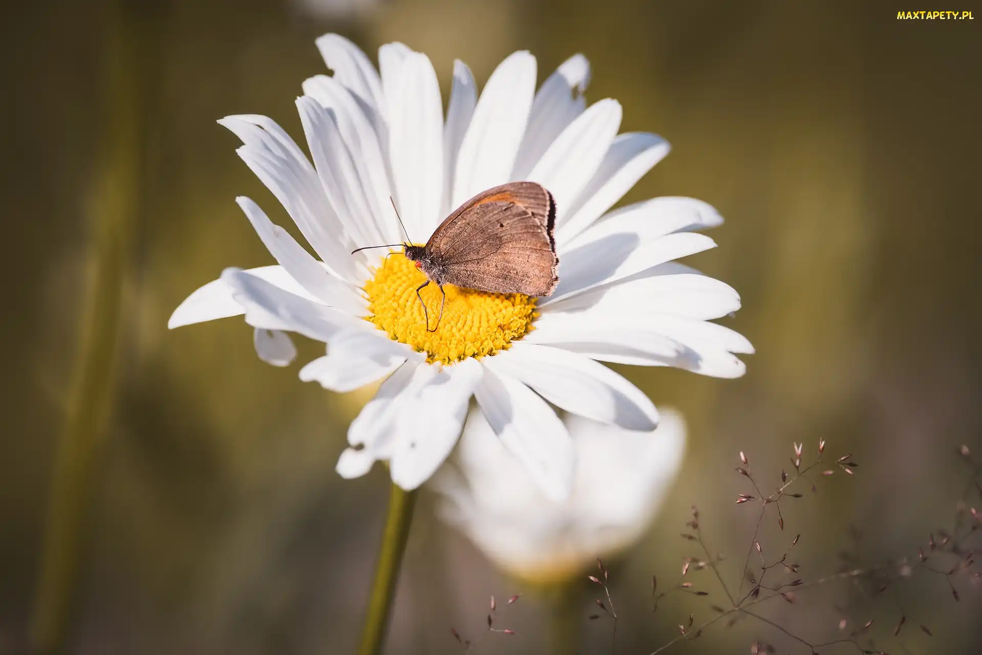 Stokrotka, Motyl