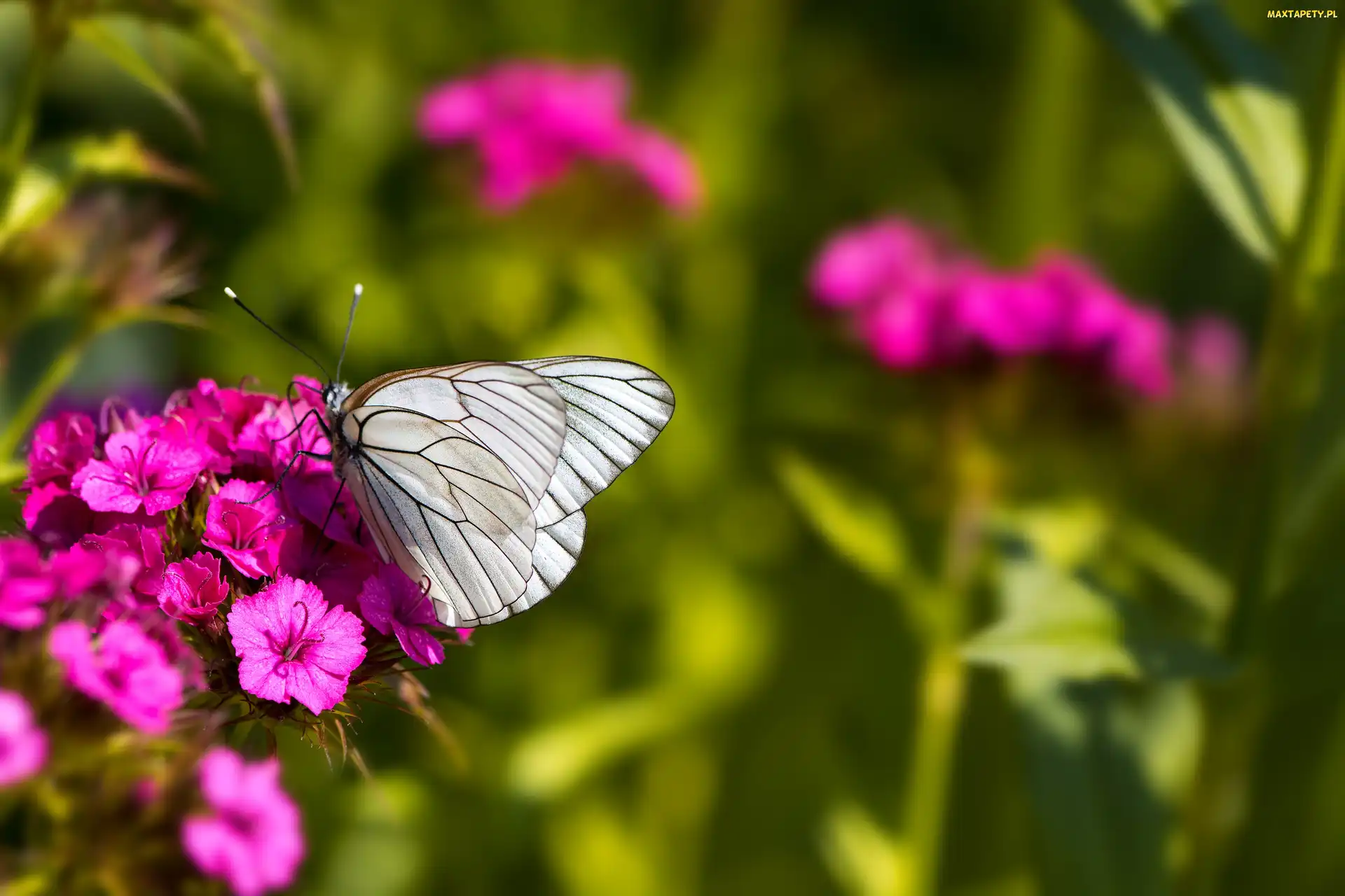 Kwiat, Goździk, Motyl