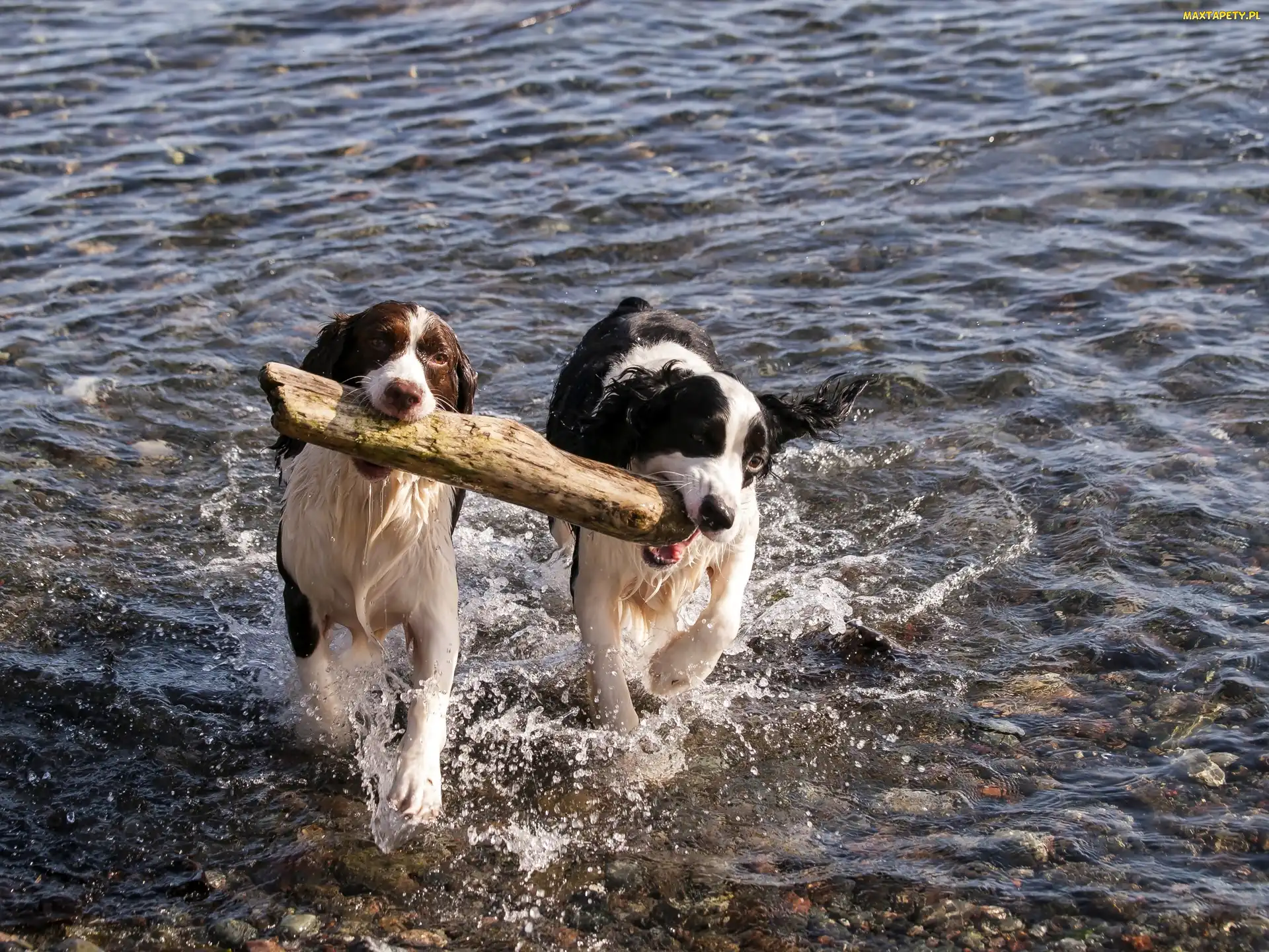 Szczeniaki, Rzeka, Zabawa, Drewno, Border Collie