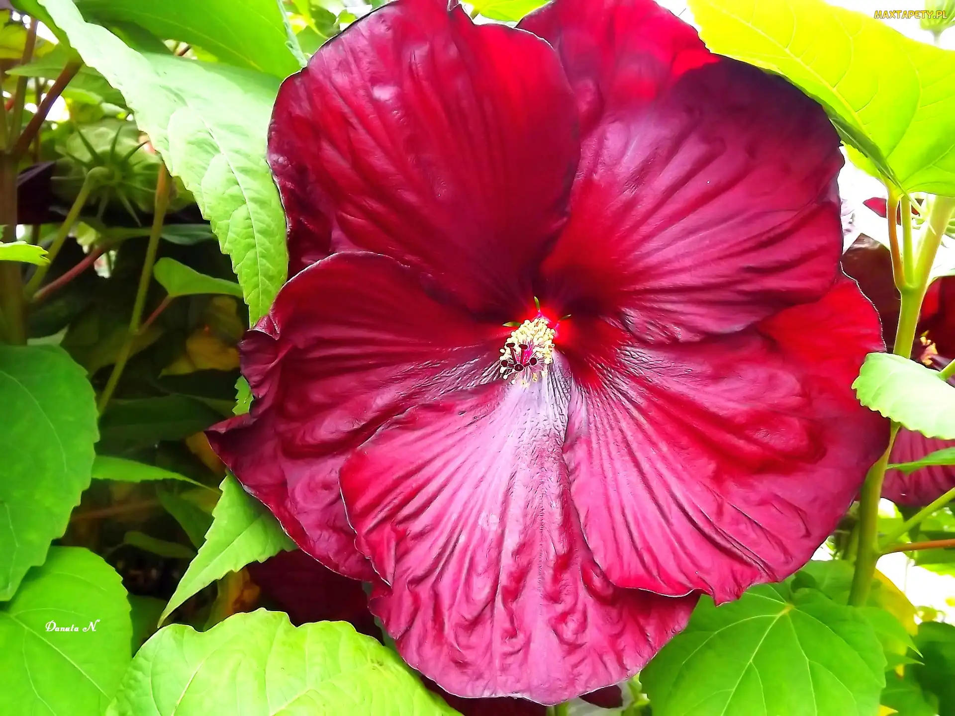 Lato, Ogród, Hibiskus, Kwiat, Czerwony, Liście