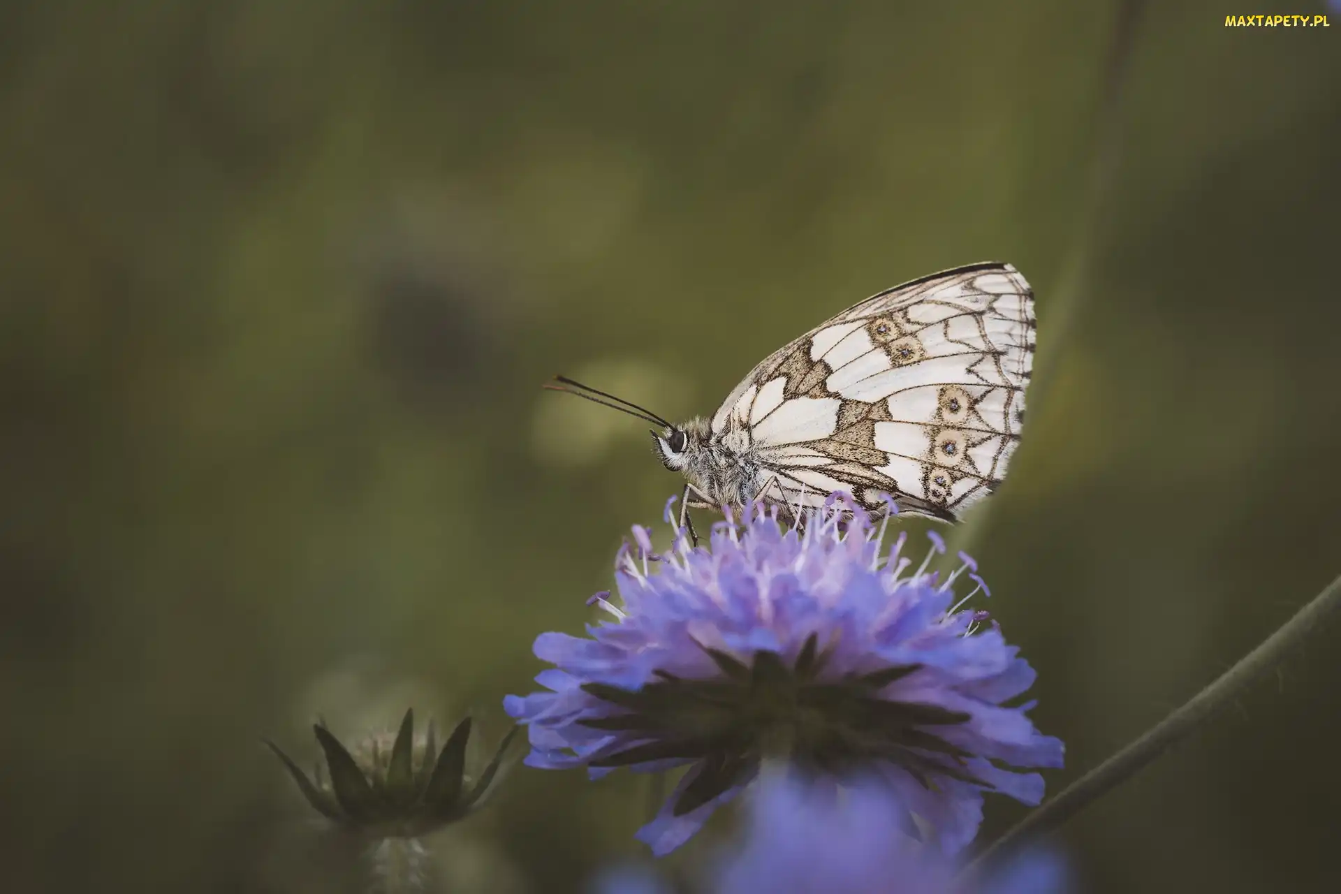Makro, Polowiec szachownica, Kwiat, Motyl
