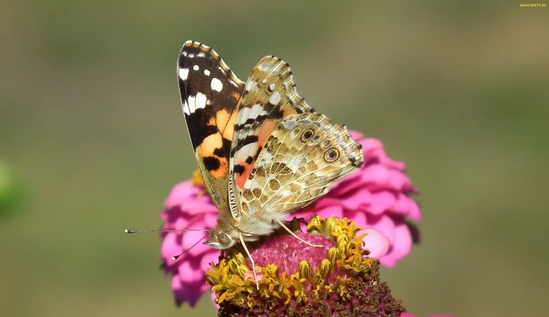 Rusałka osetnik, Motyl