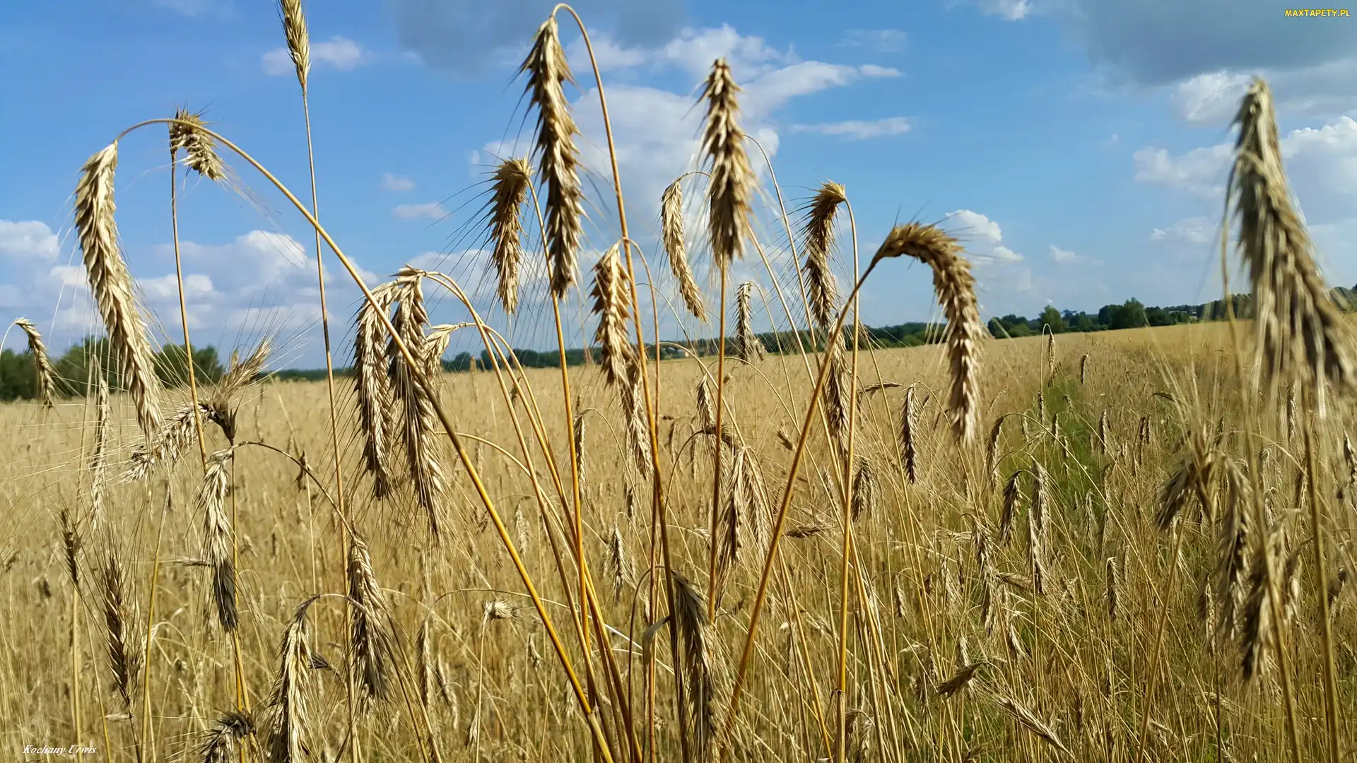 Pole, Zboże, Kłosy, Niebo