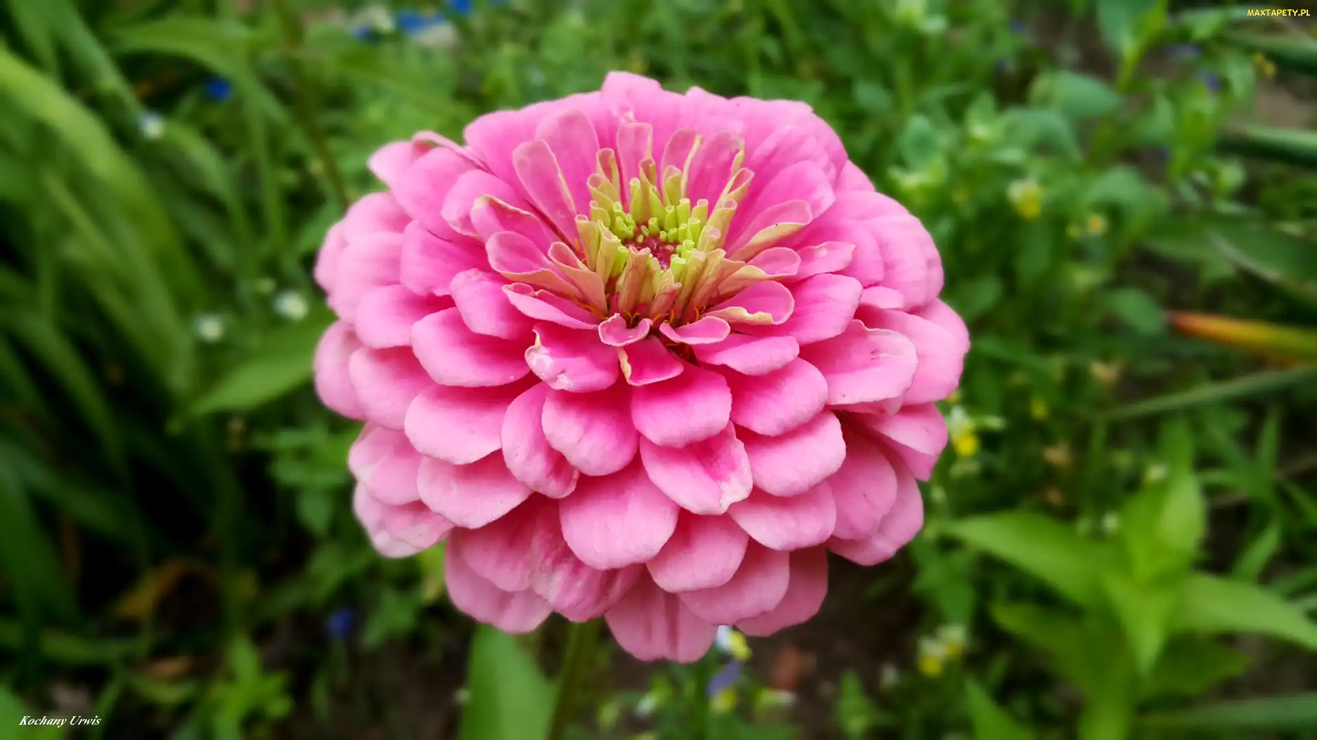 Cynia, Różowa