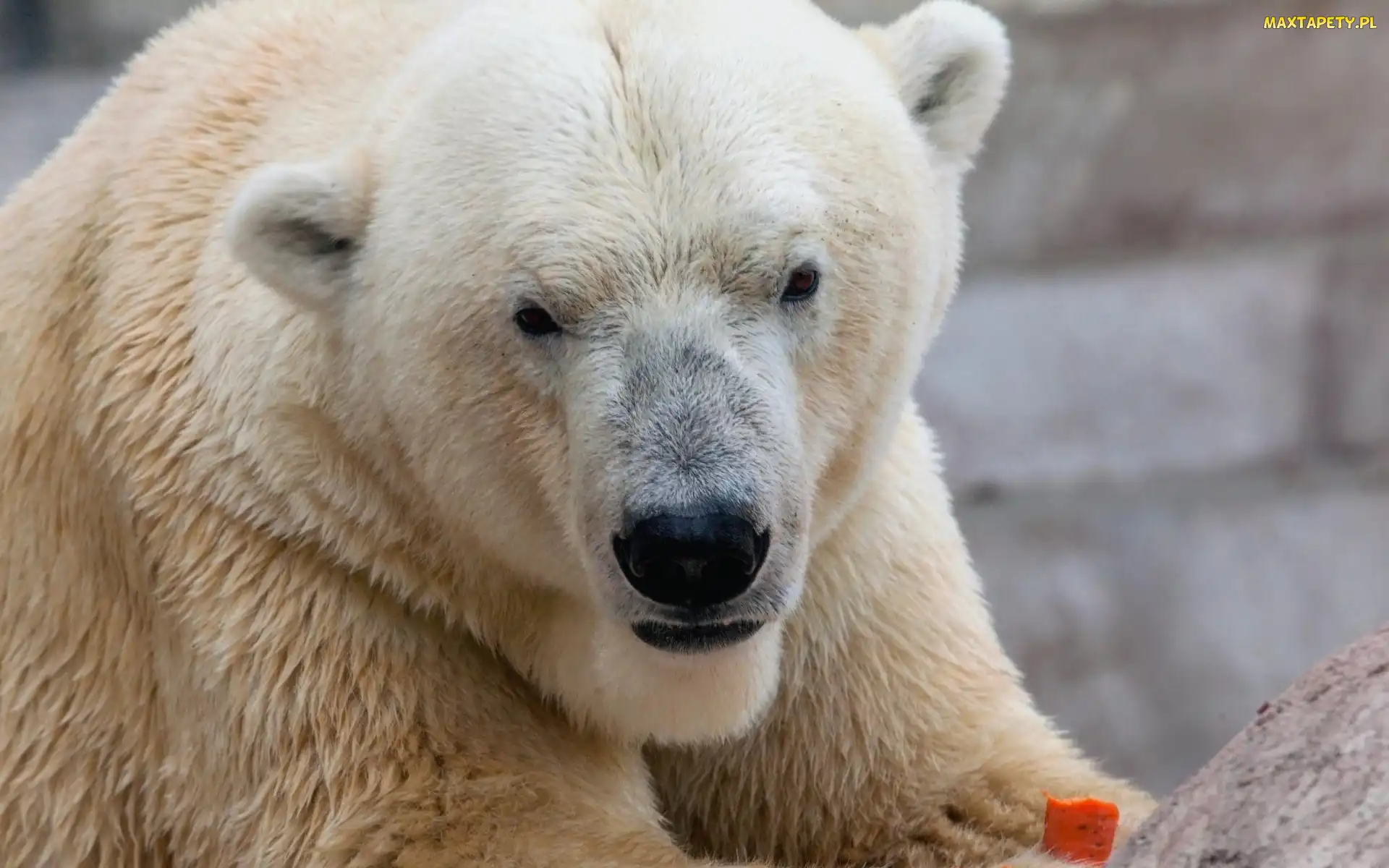 Polarny, Niedźwiedź