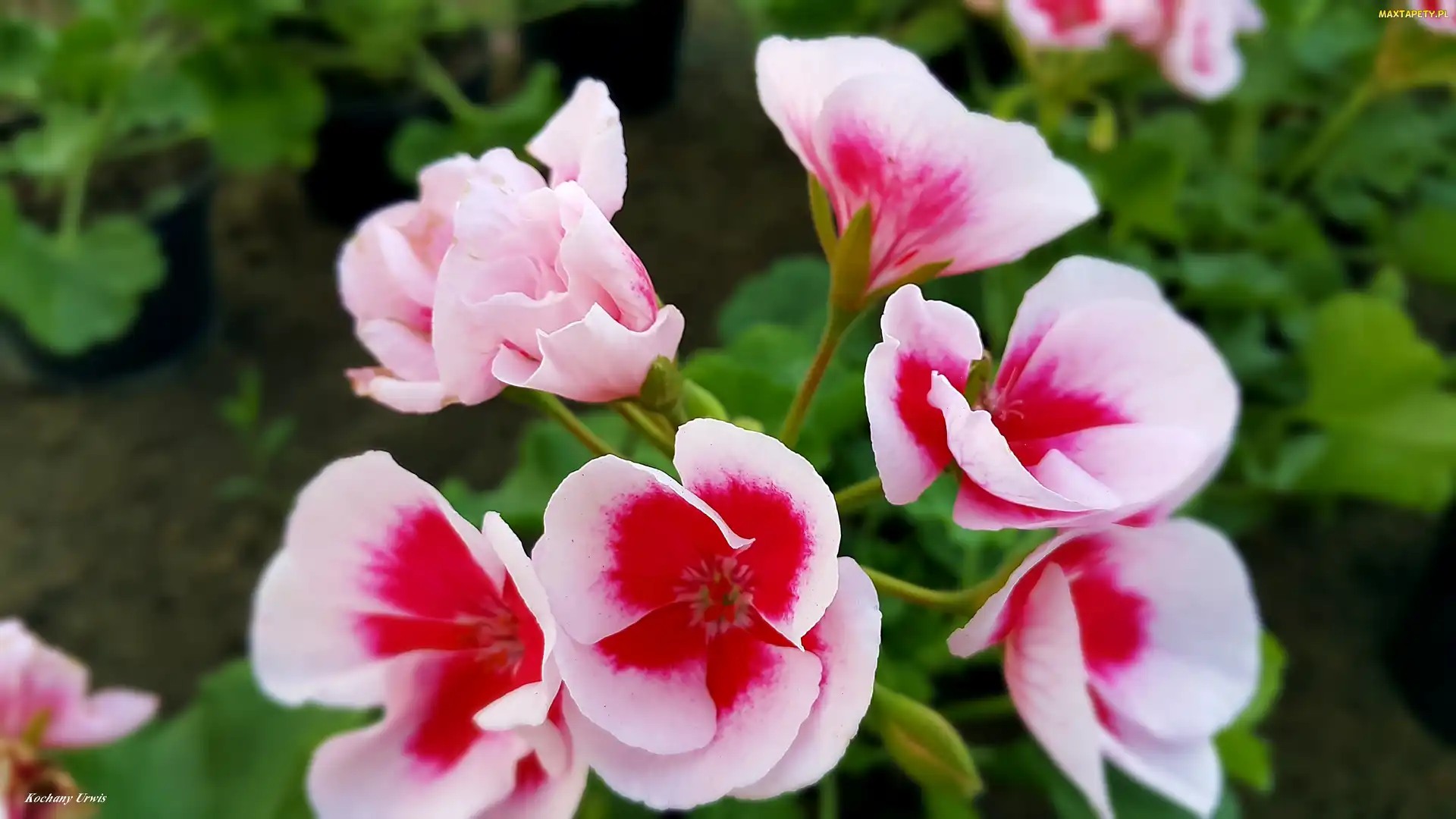 Biało, Pelargonie, Różowe