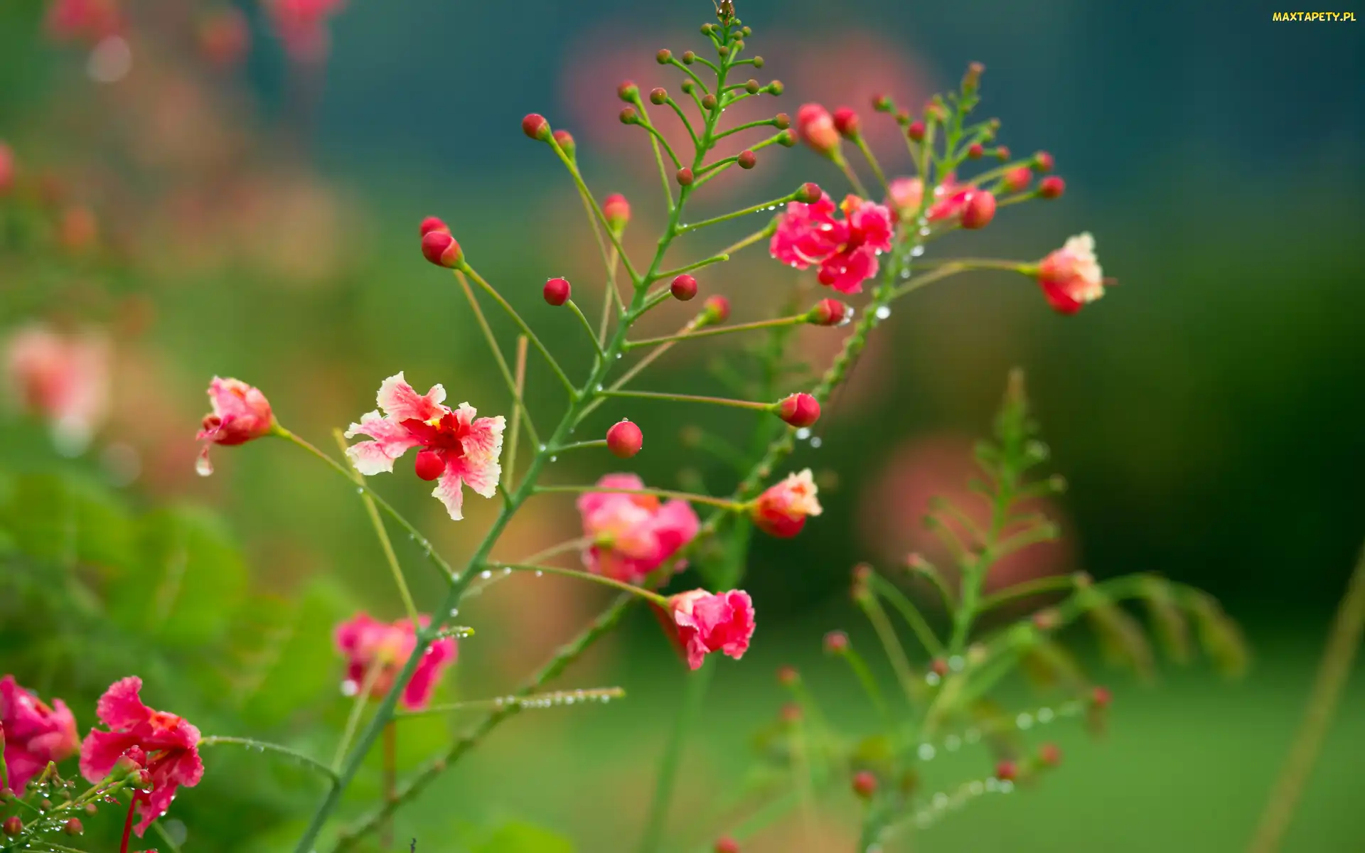 Różowe, Kwiatki, Delikatne