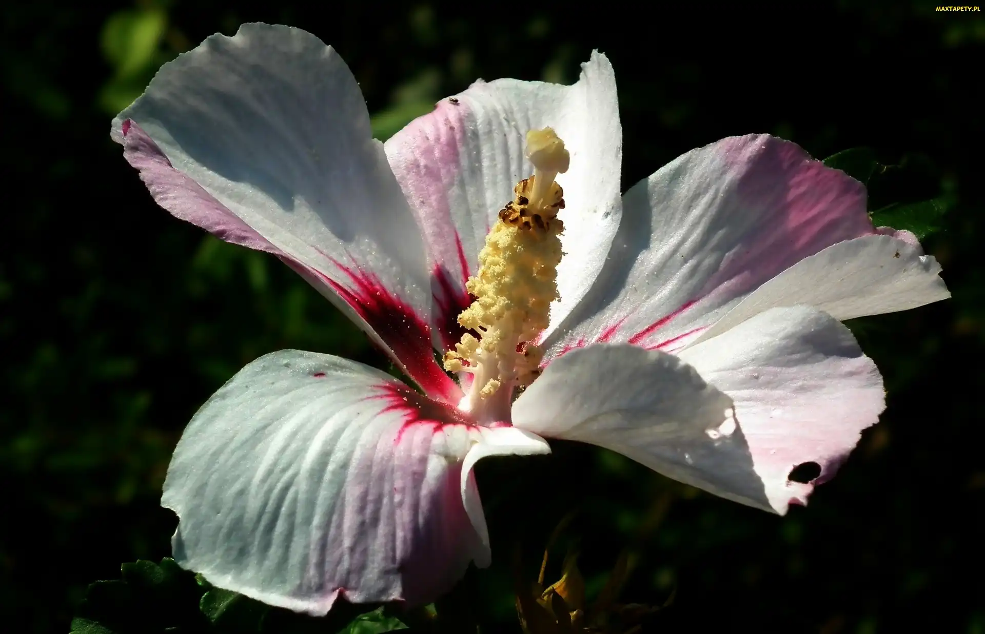 Kwiat, Hibiskus, Przyroda