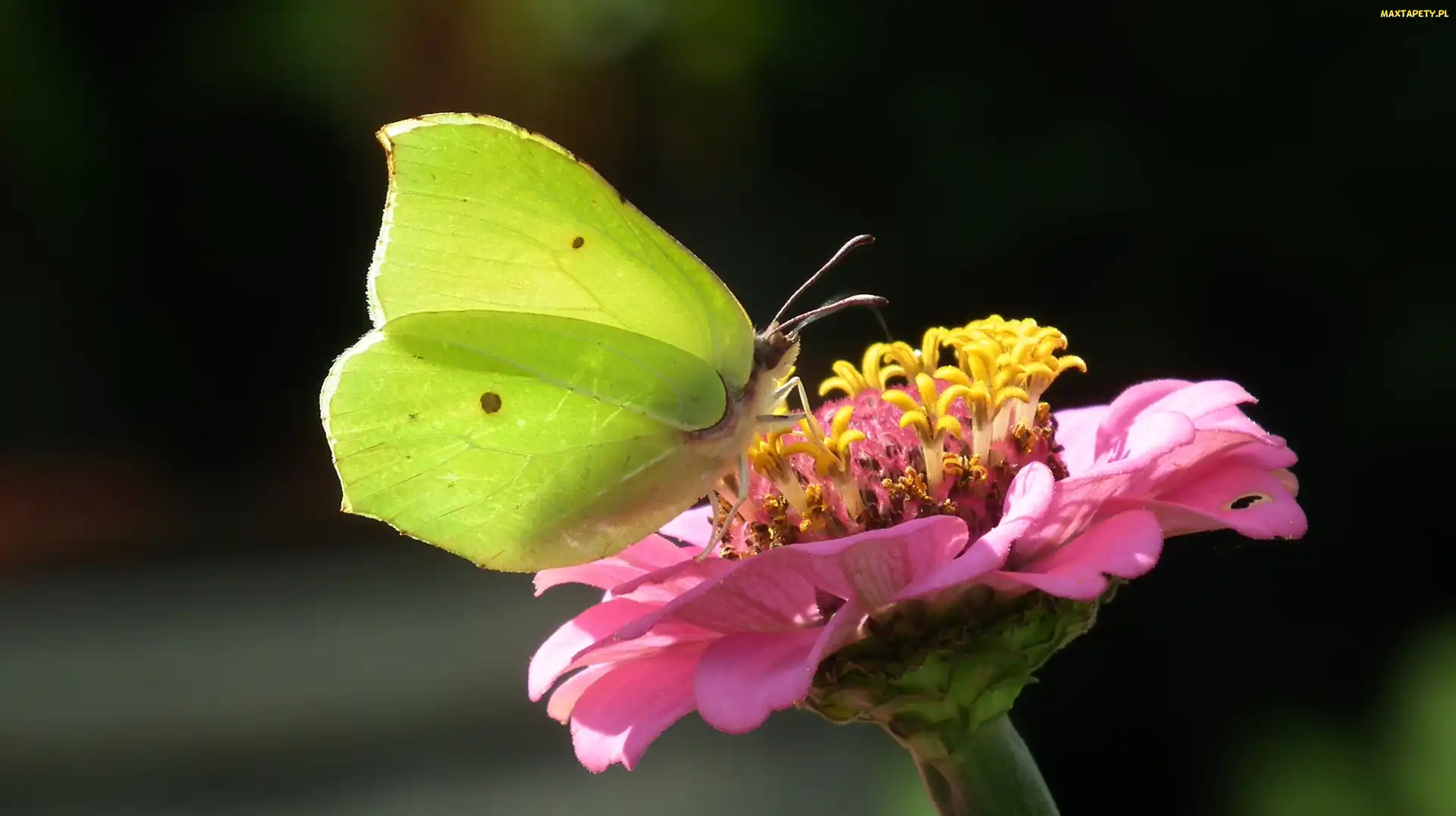 Cytrynek, Kwiat, Motyl