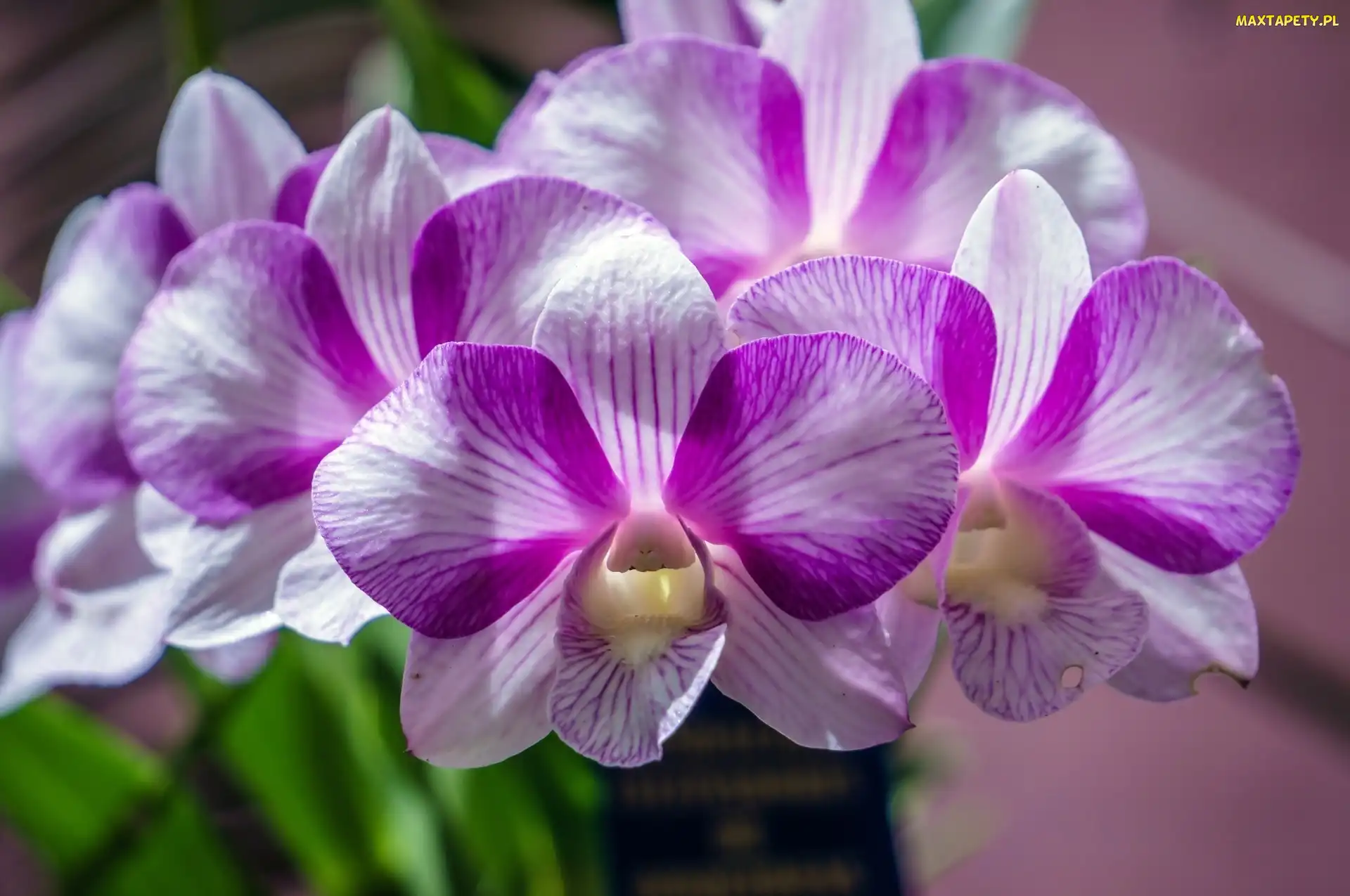 Orchidea, Fioletowa