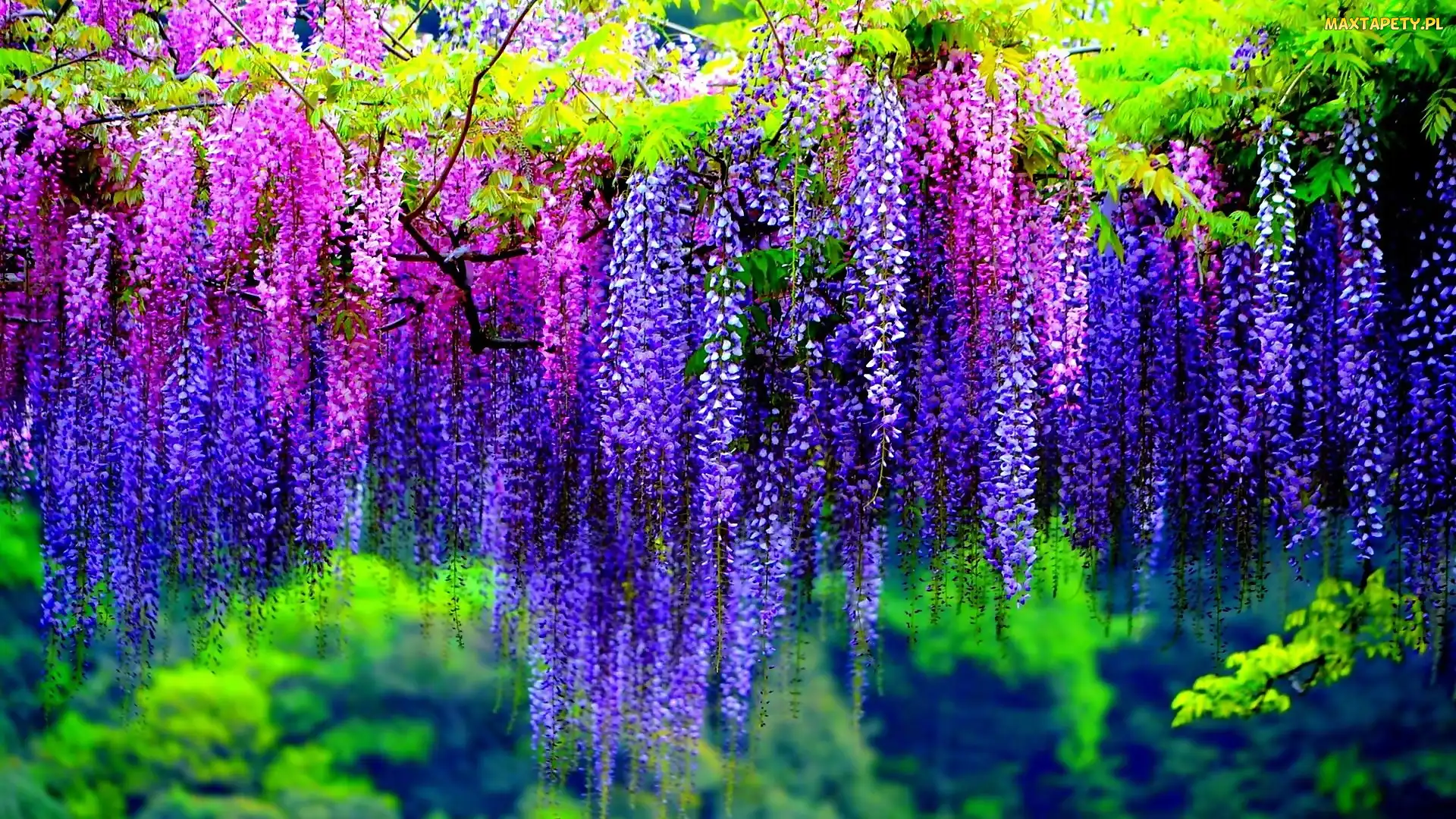 Kwiaty, Glicynia