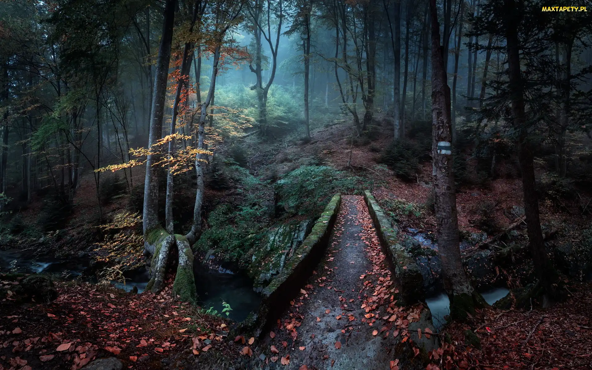 Las, Światło, Liście, Przebijające, Drzewa
