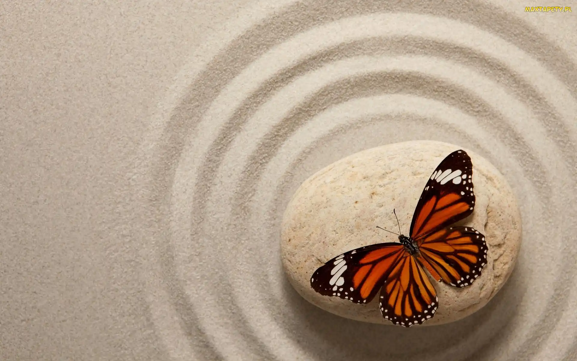 Monarch, Motyl, Kamień, Piasek