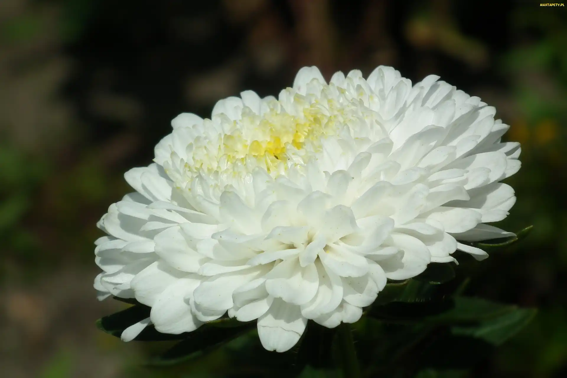 Przyroda, Biały, Aster, Kwiat