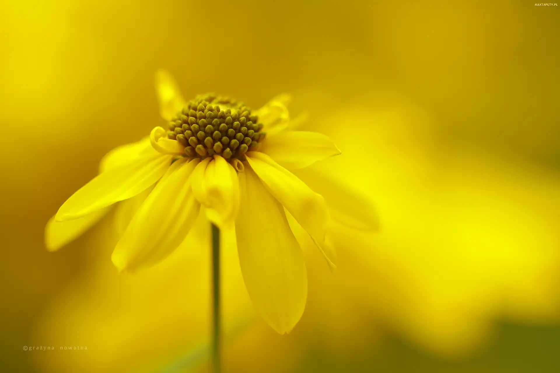 Żółty, Kwiat, Rudbekia Naga