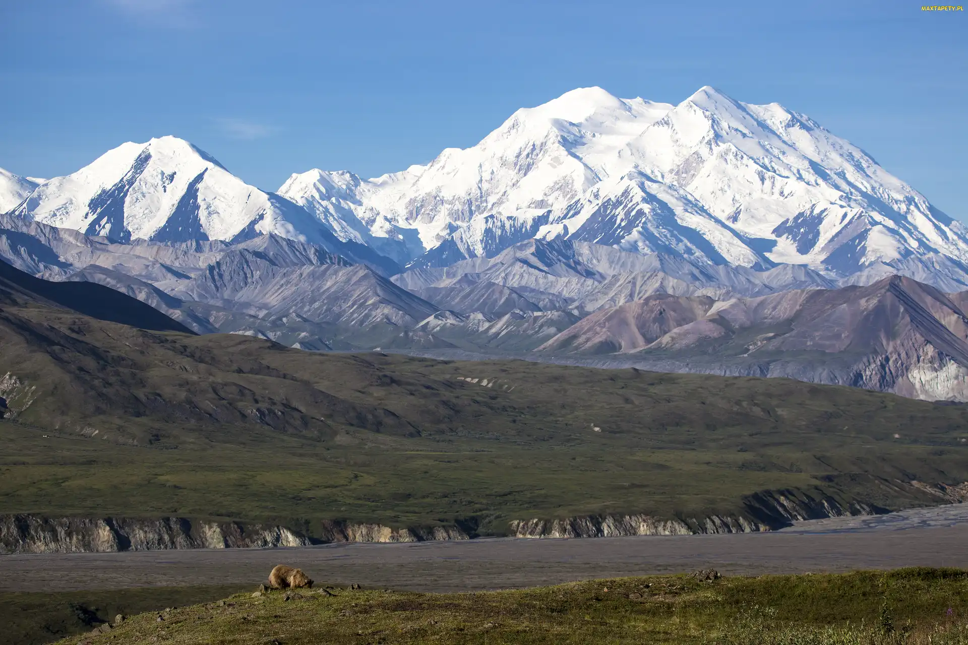 Stan Alaska, Niedźwiedzie, Stany Zjednoczone, Kordyliery, Szczyt Denali, Park Narodowy Denali, Mount McKinley, Góry Alaska