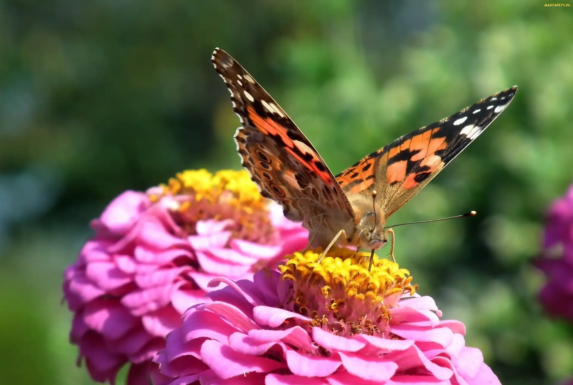 Rusałka osetnik, Kwiat, Motyl