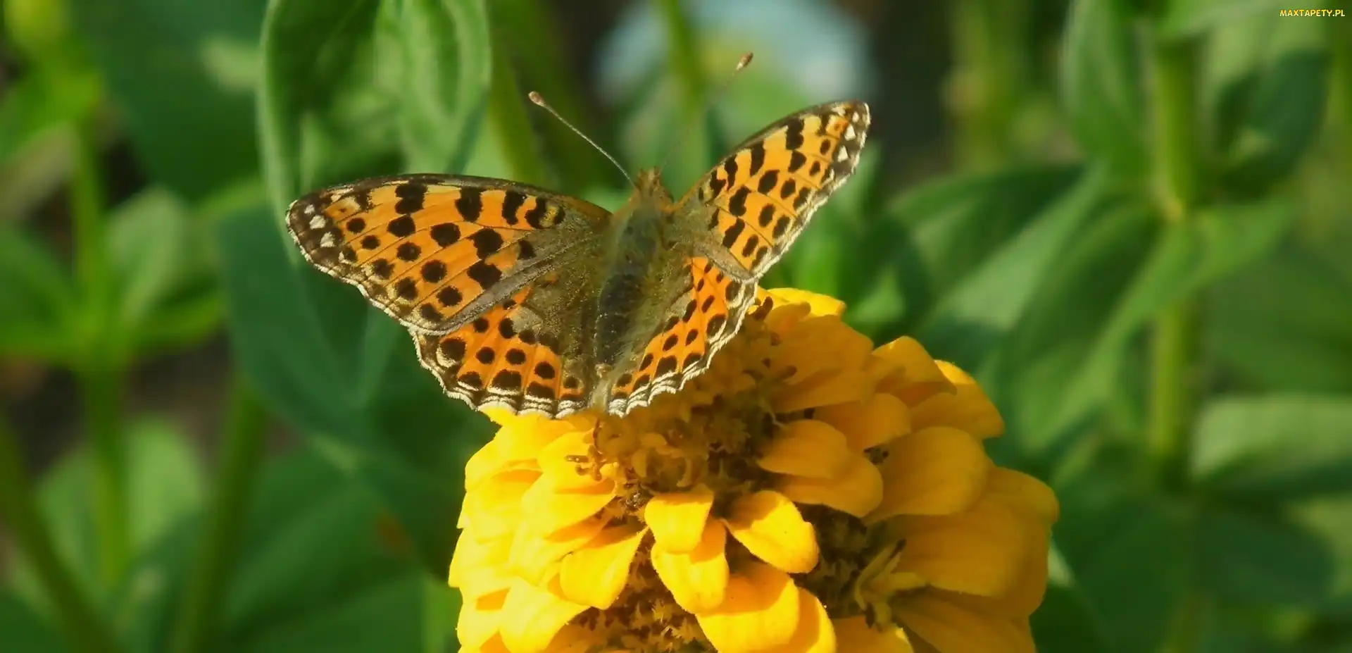 Motyl, Cynia, Perłowiec malinowiec
