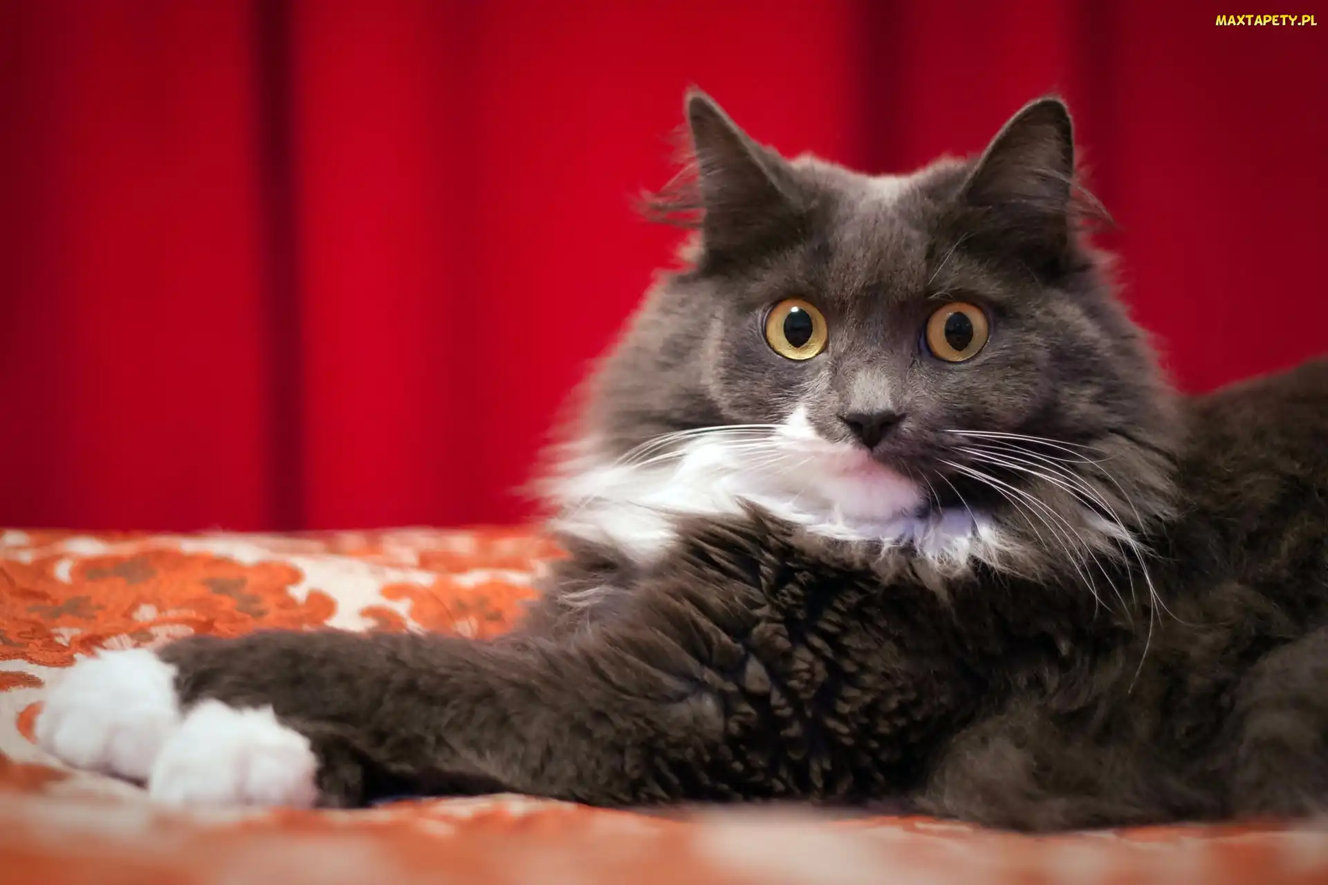 Kot, Oczy, Maine coon