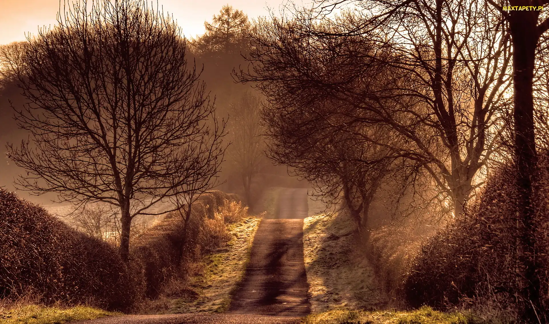 Sepia, Drzewa, Droga, Mgła