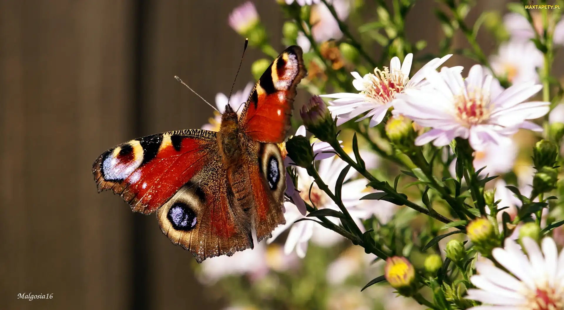 Astry, Rusałka pawik, Motyl, Kolorowy, Kwiaty