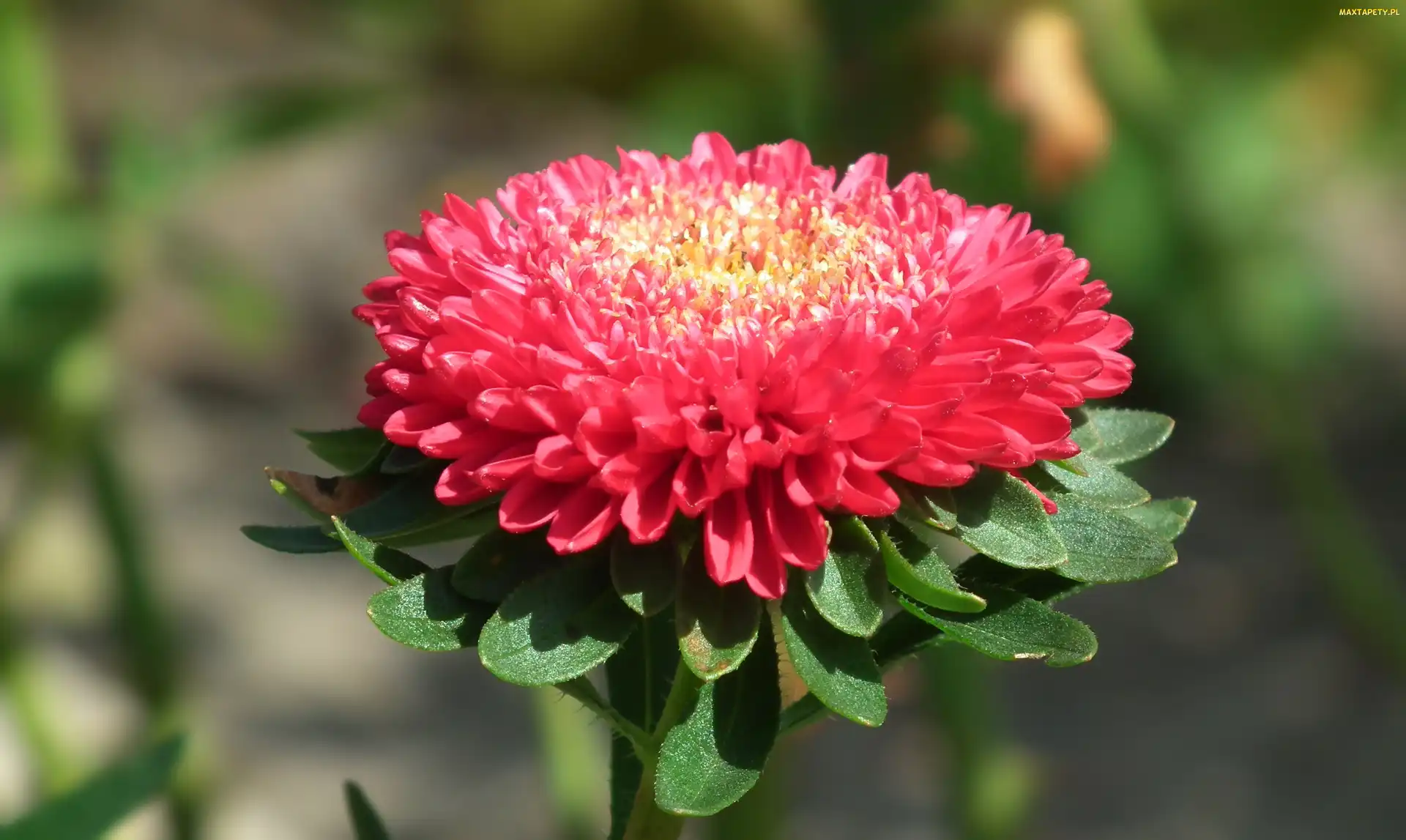 Przyroda, Aster, Kwiat